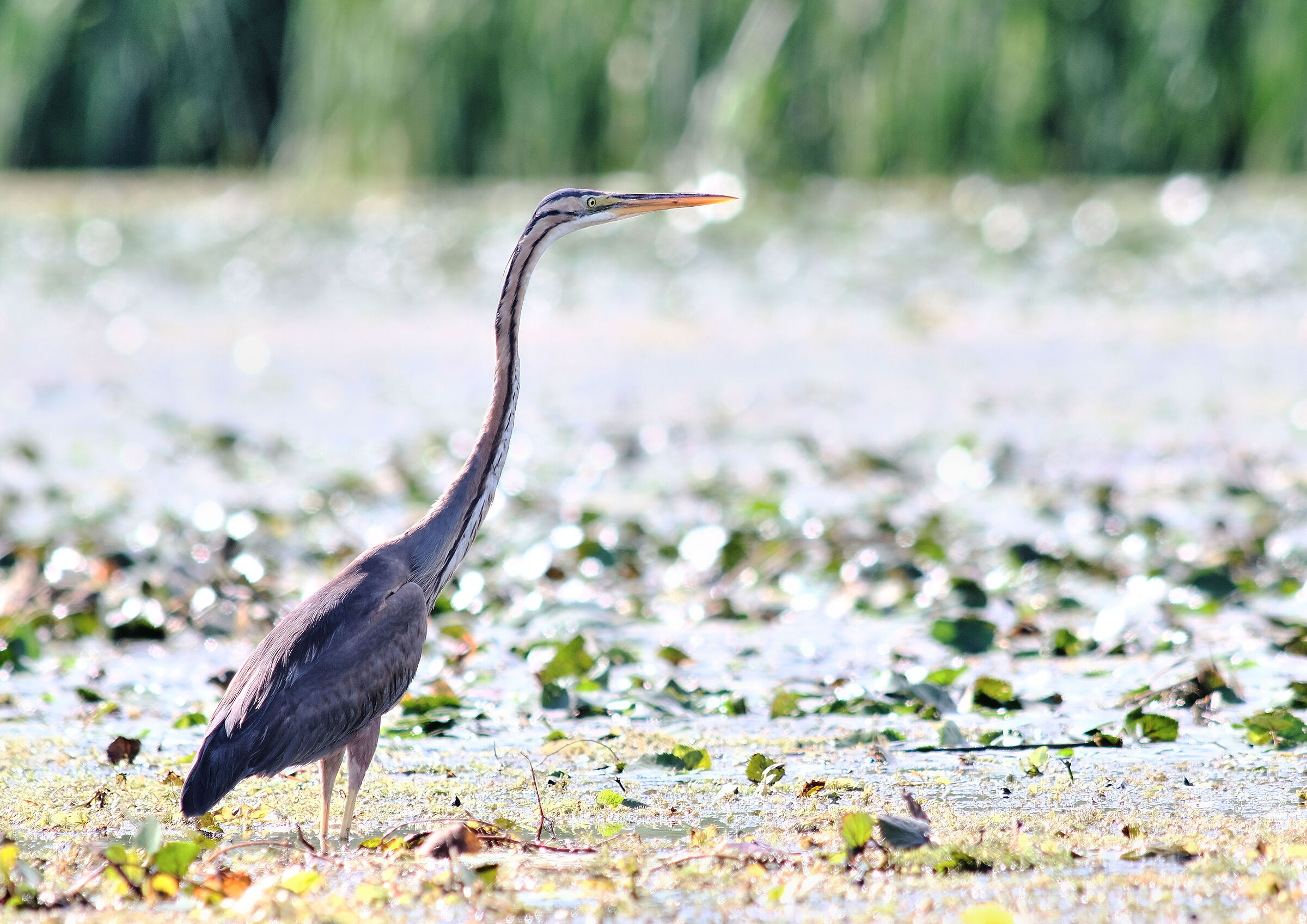 Purple heron
