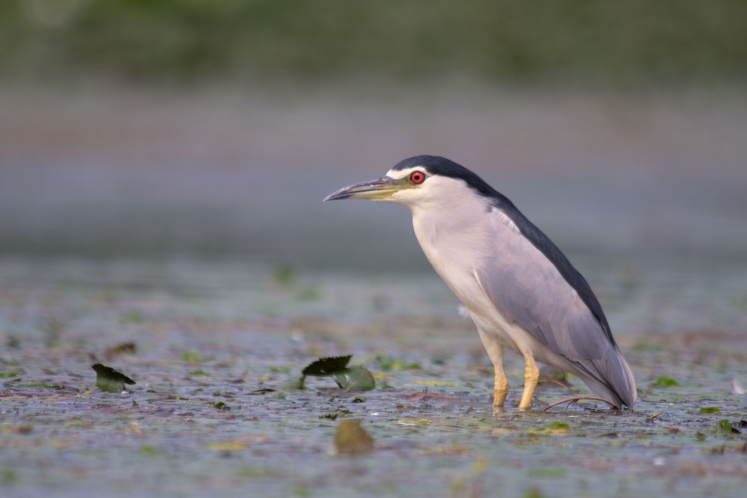 Black-crowned Night Heron