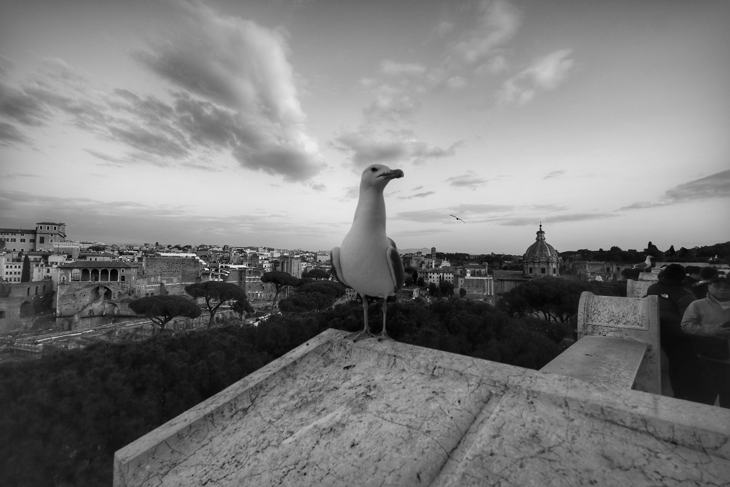 Il nuovo Re di Roma