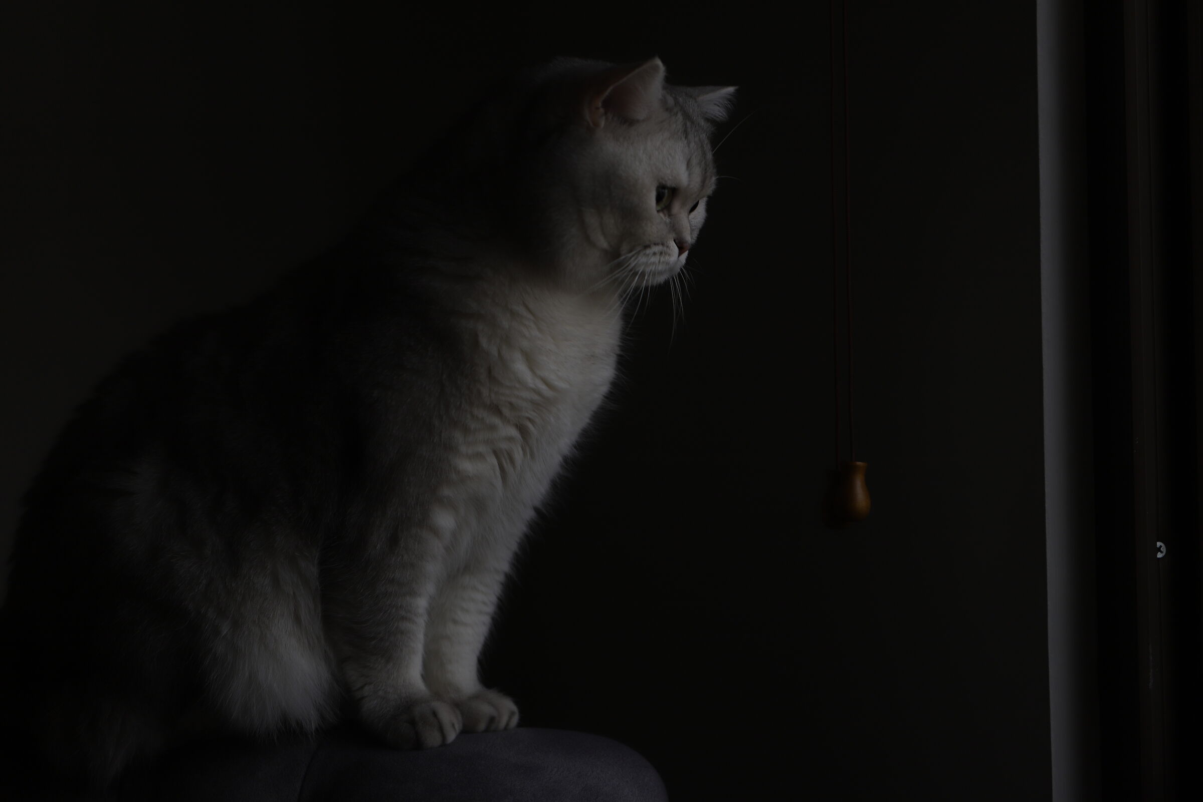 Gatto