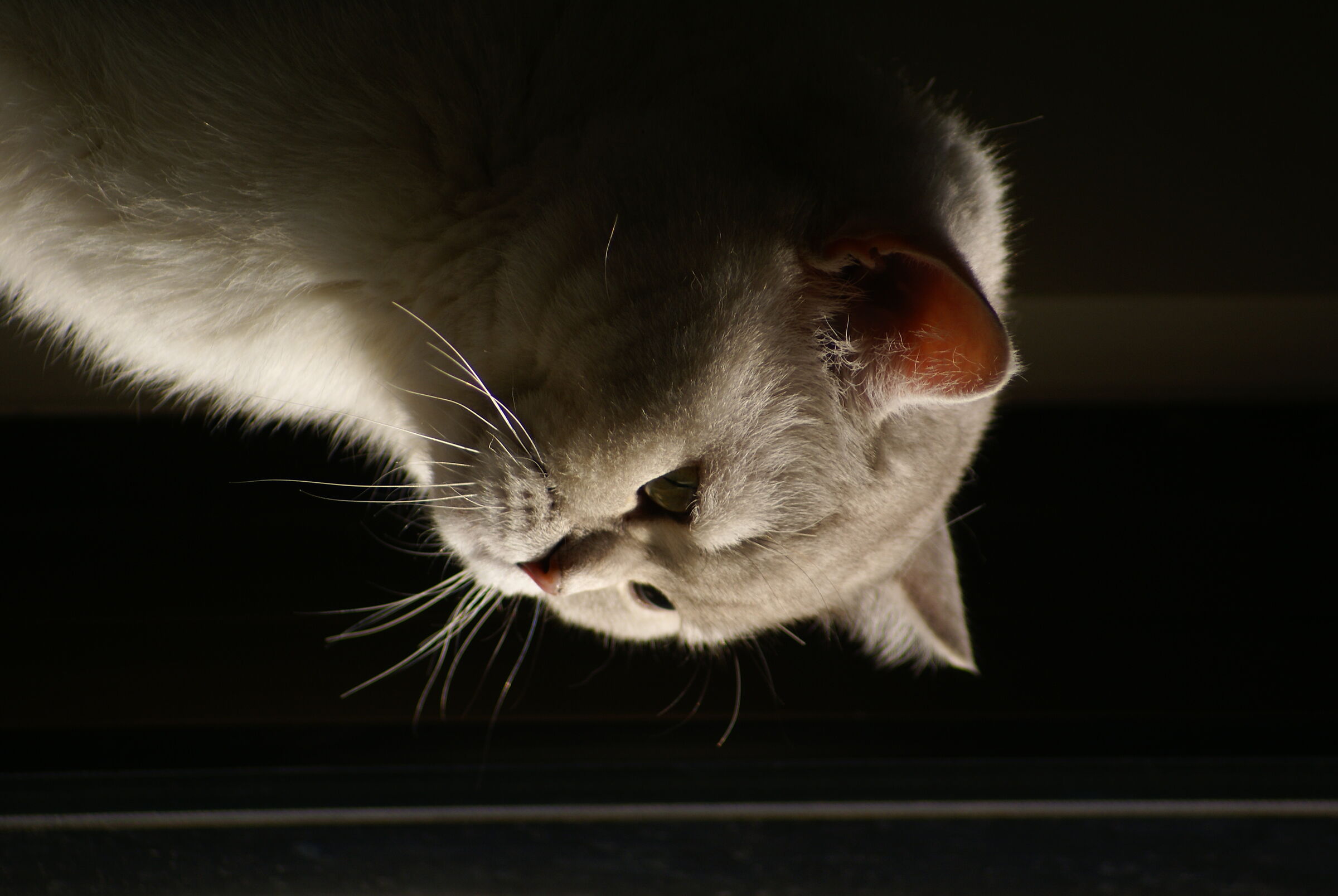 Gatto