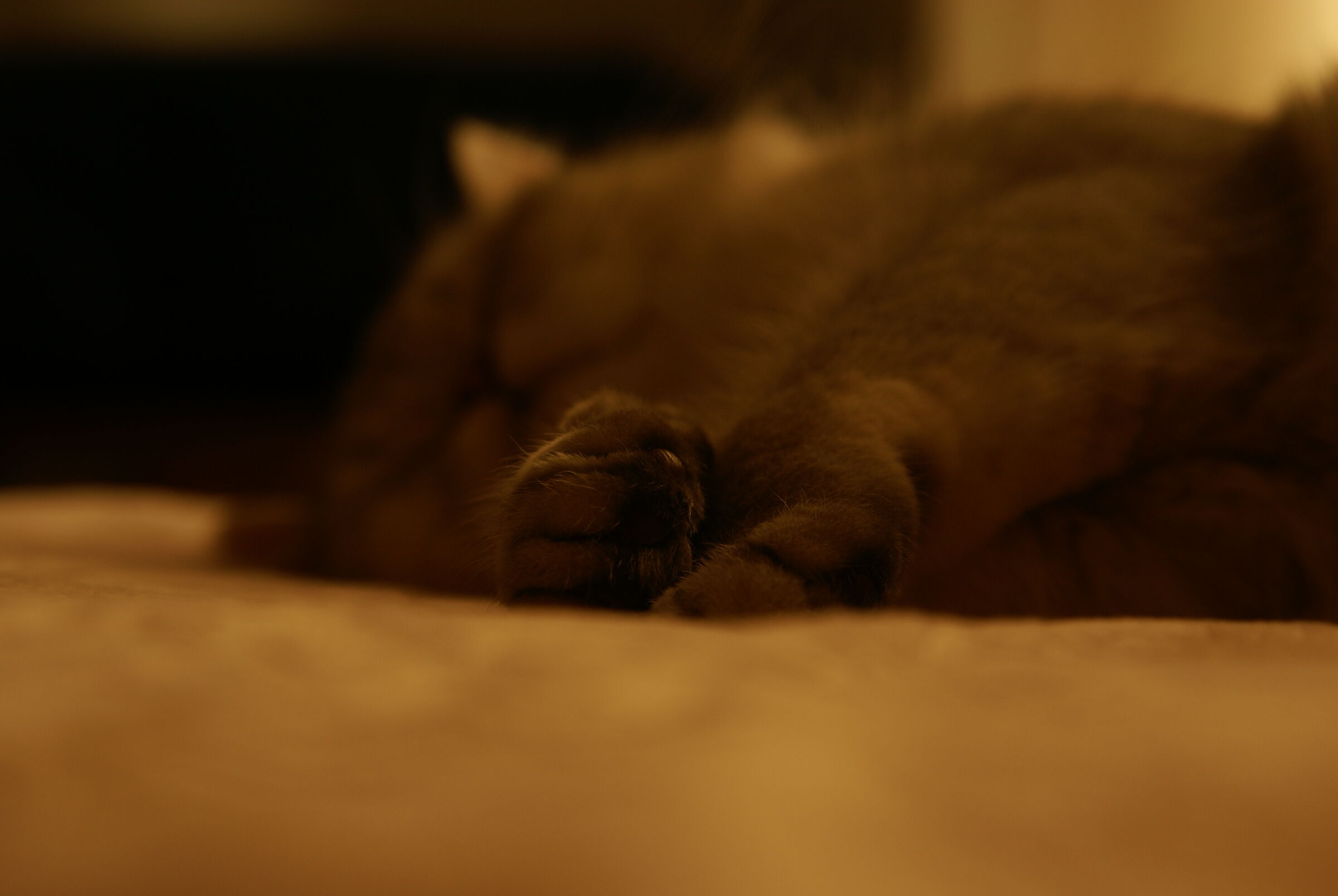 Gatto