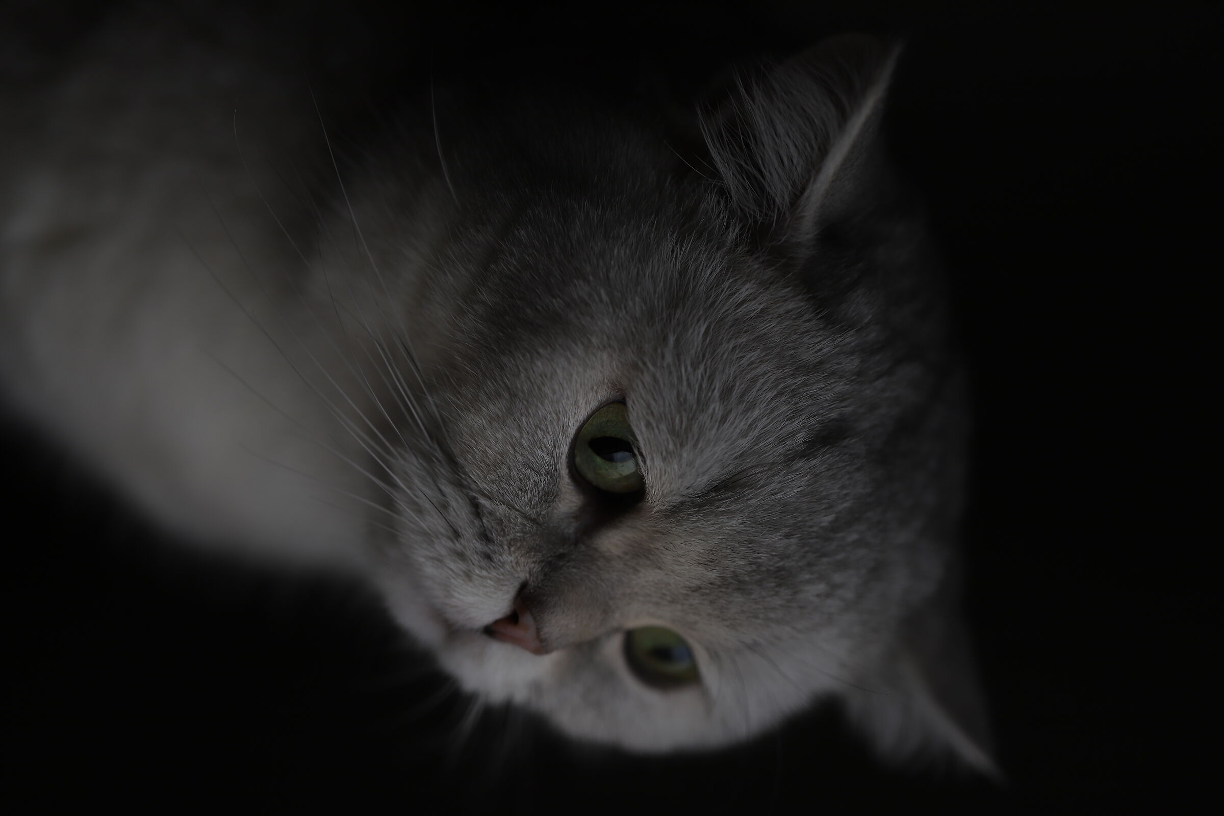 Gatto