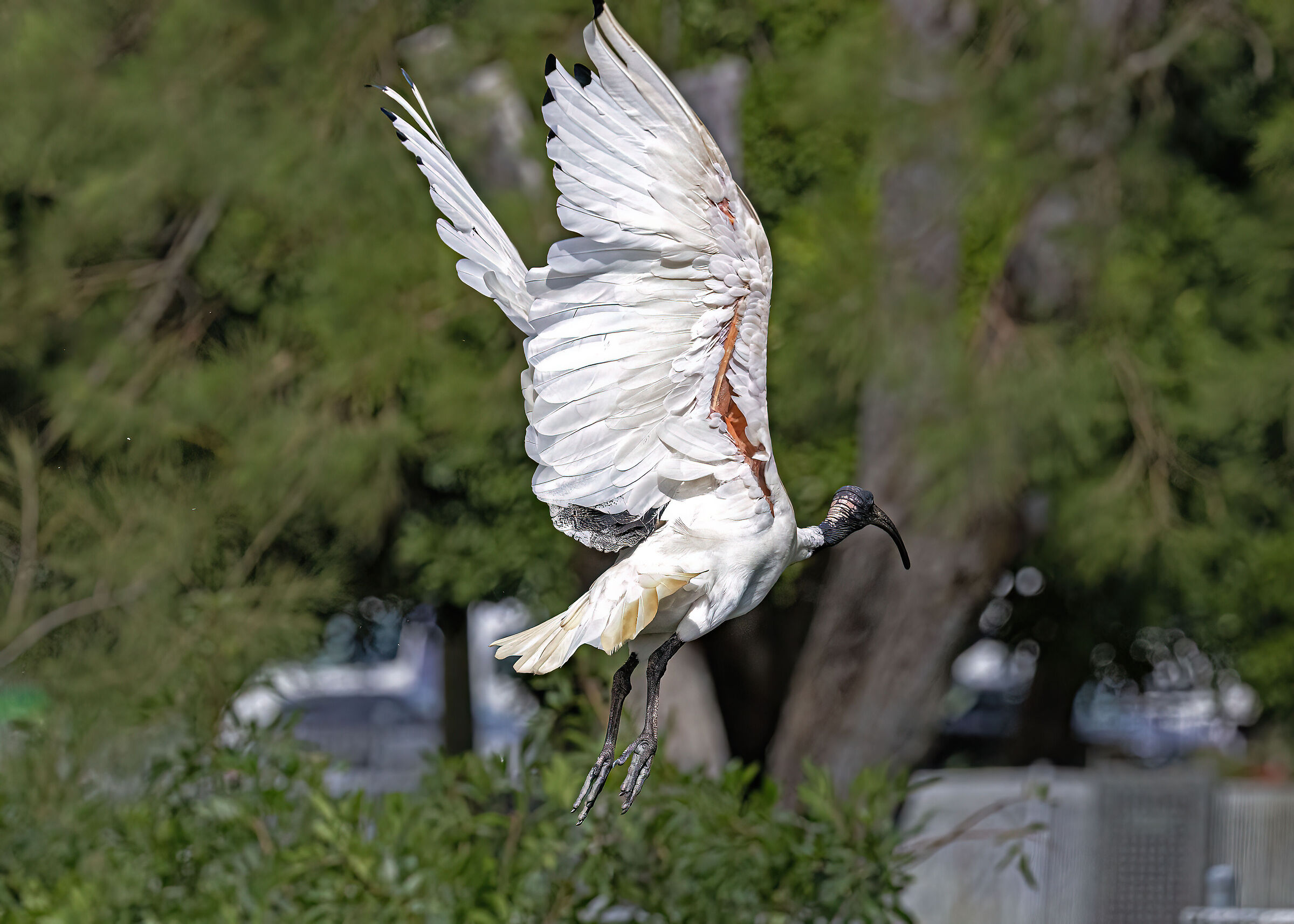 Ibis BiancoNero in volo al Cahill Park di Sydney