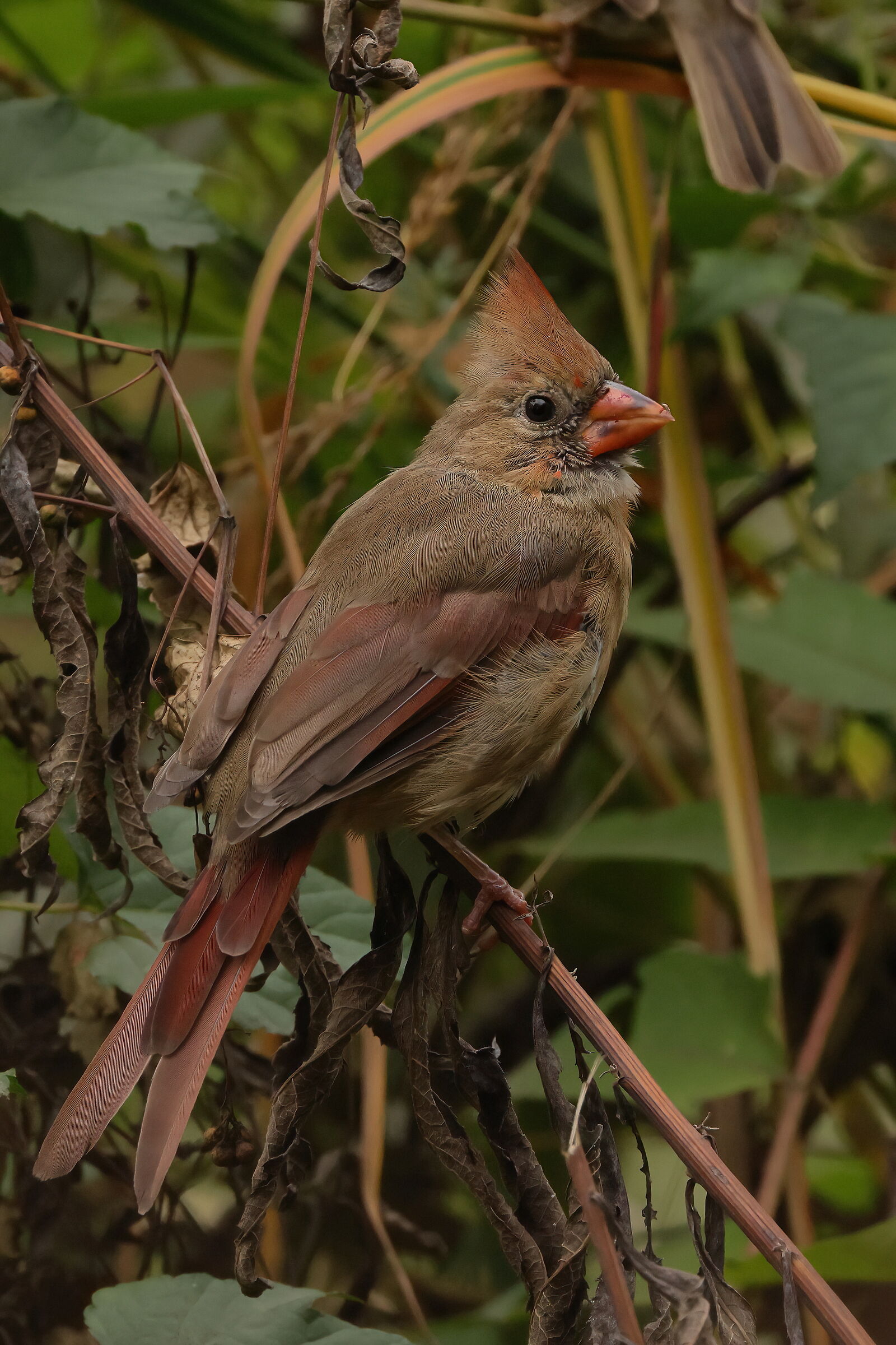 Young cardinal