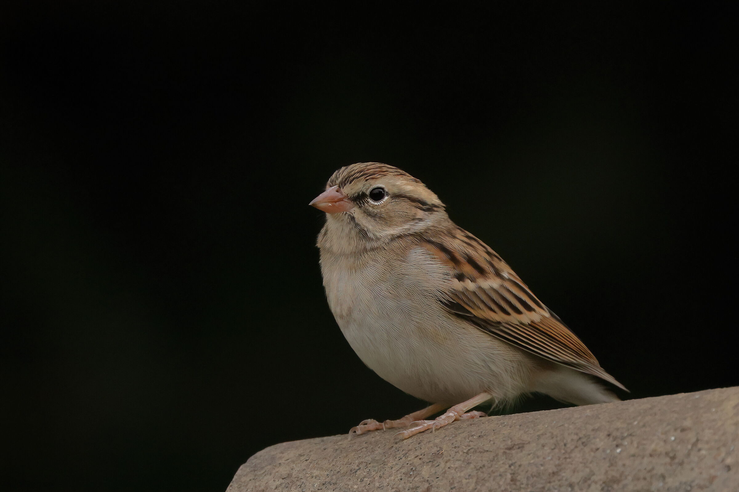 Chirping Sparrow