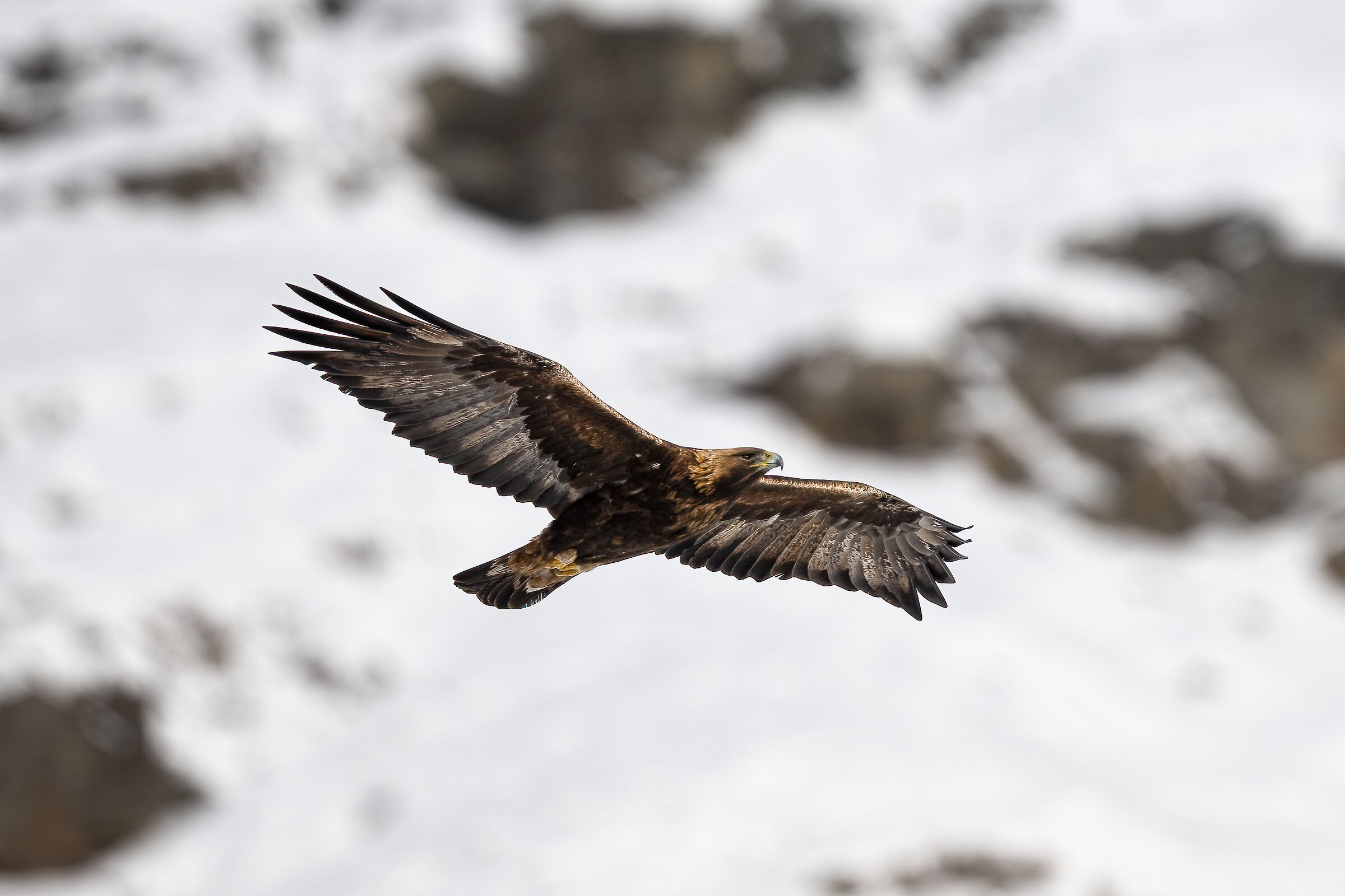 Golden Eagle - Gran Paradiso National Park