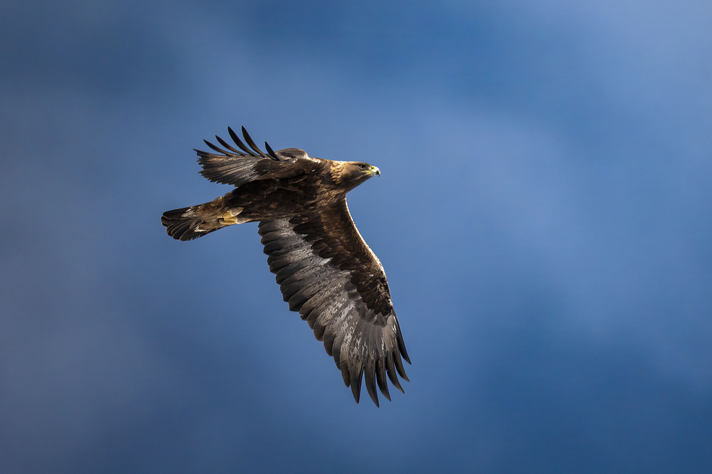 Golden Eagle - Gran Paradisoila National Park