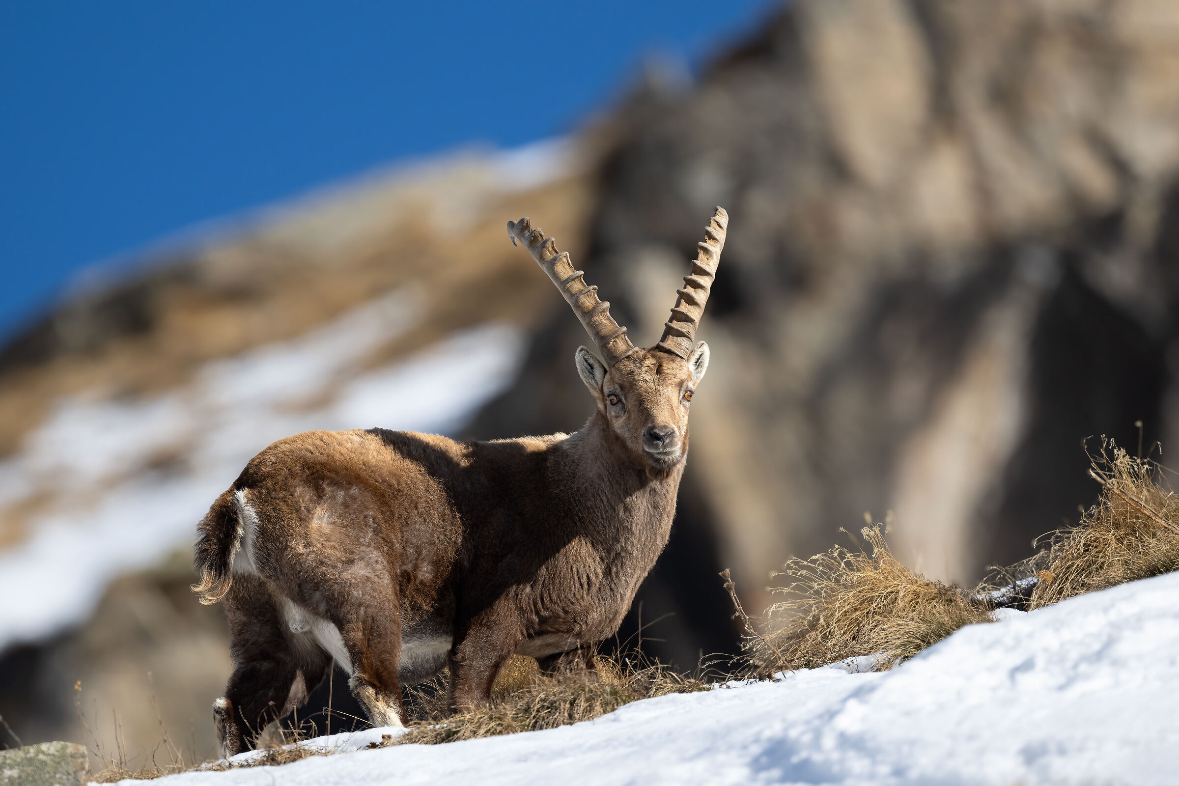 Ibex - Gran Paradiso National Park