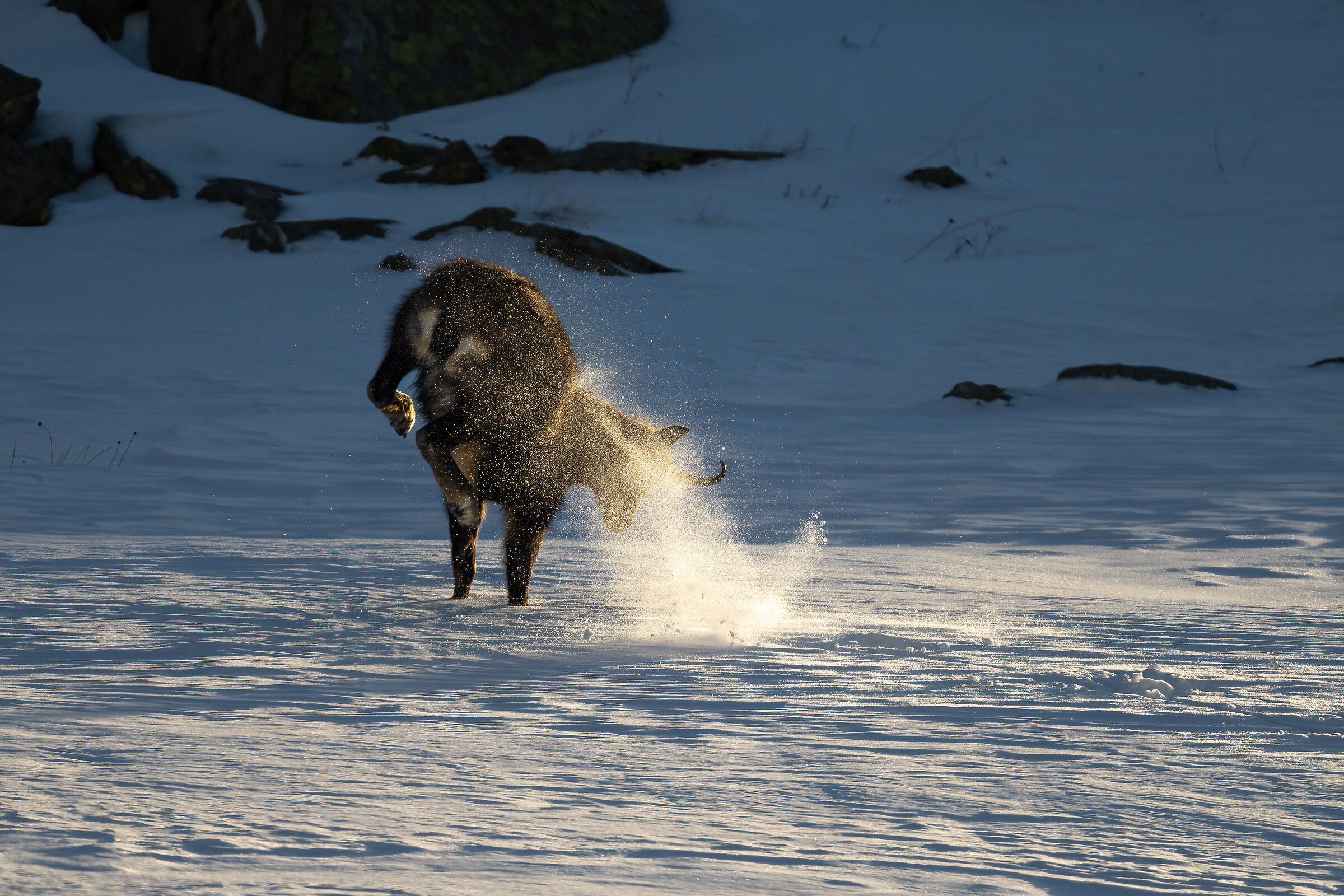 Chamois - Gran Paradiso National Park