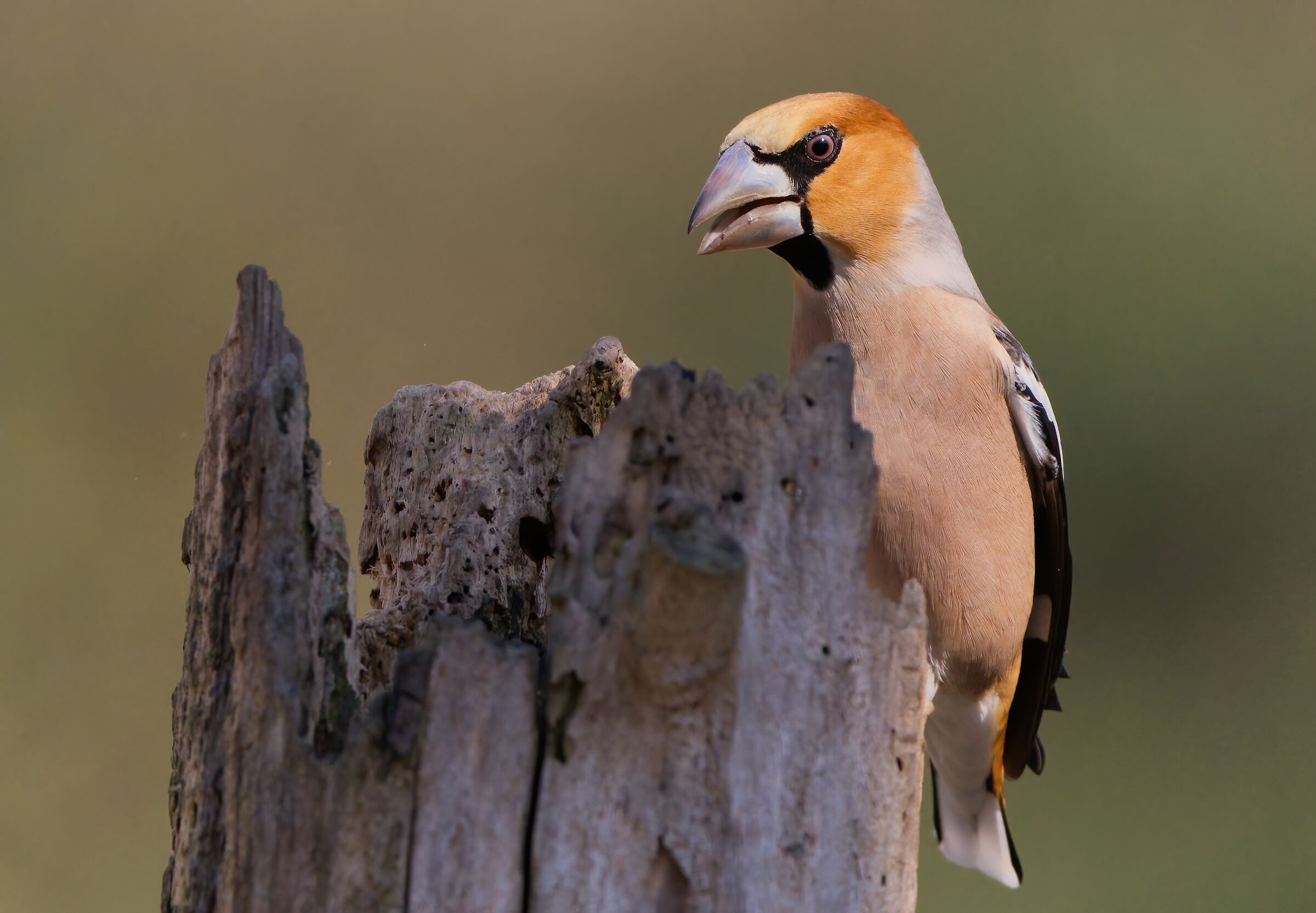 Hawfinch