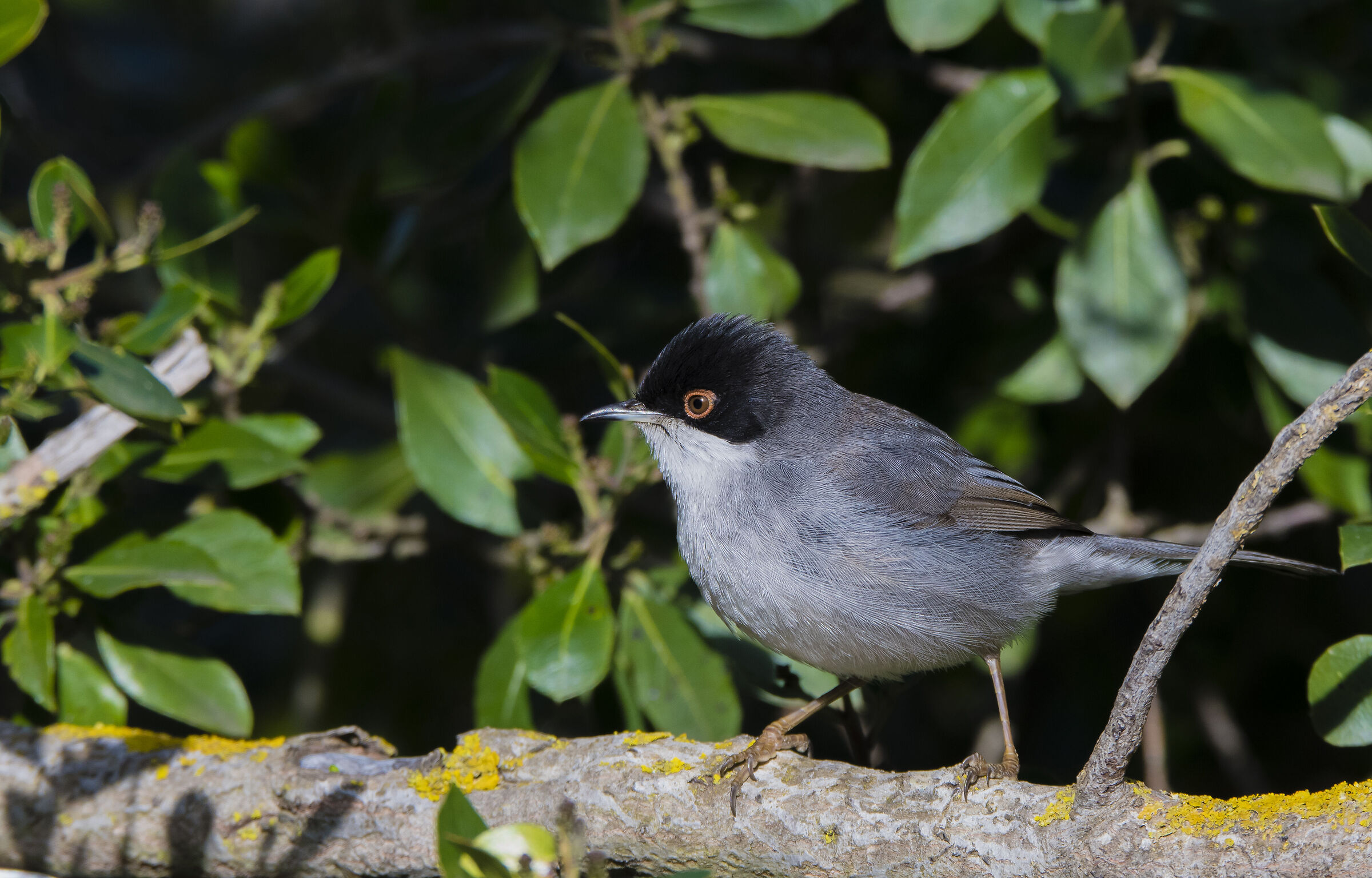 Sardinian warbler