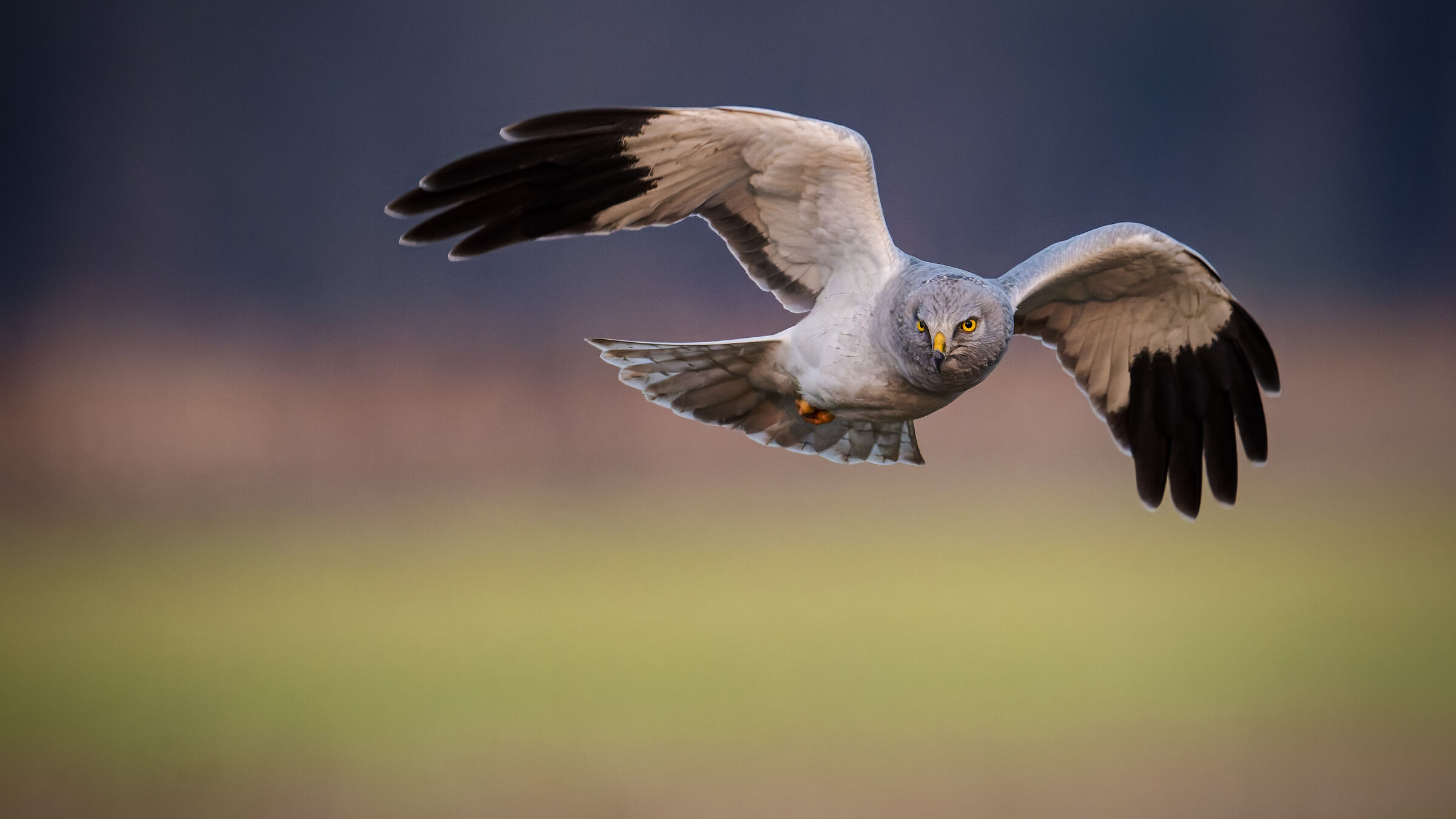 Hen Harrier