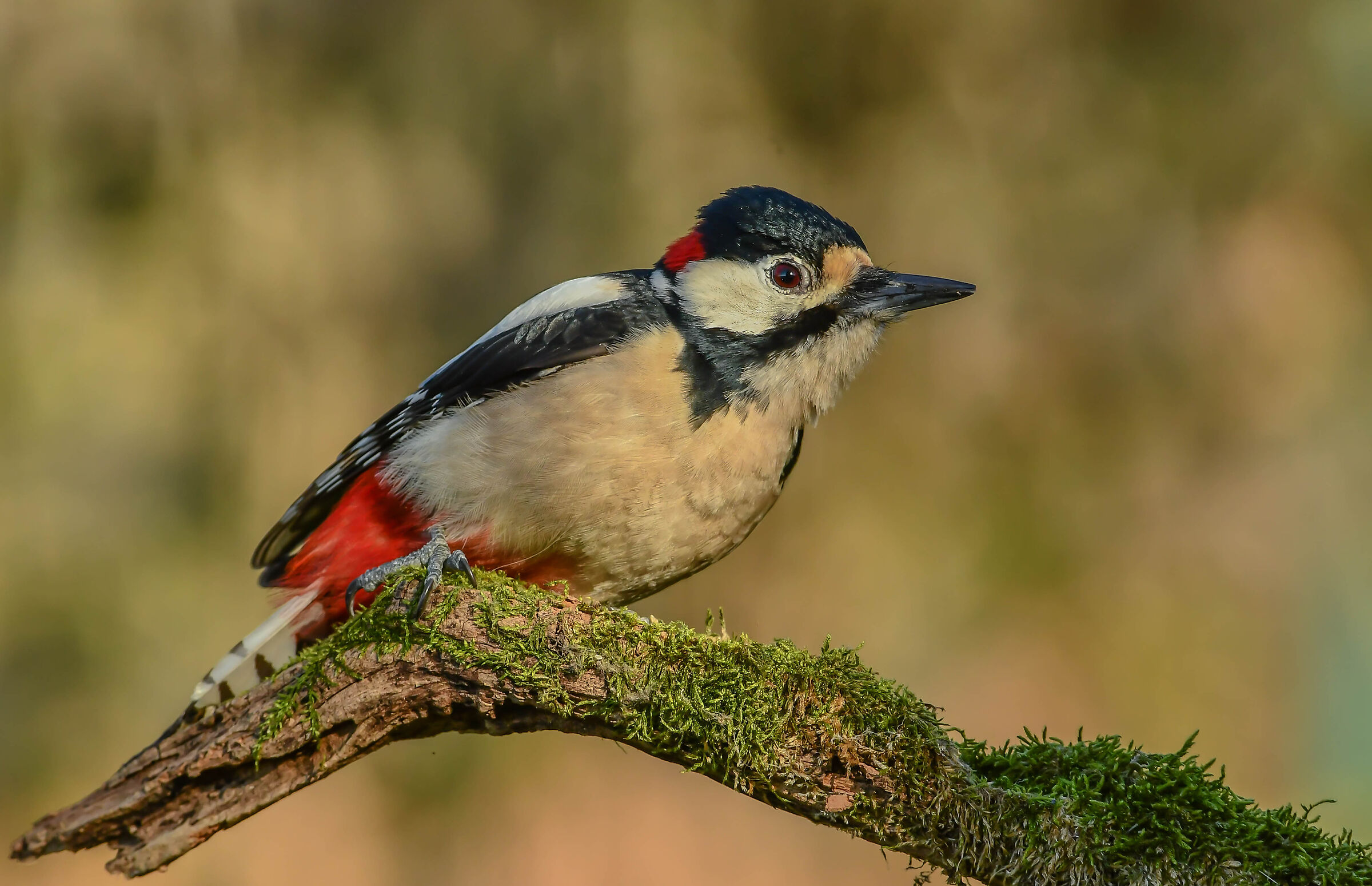 Picchio rosso maggiore