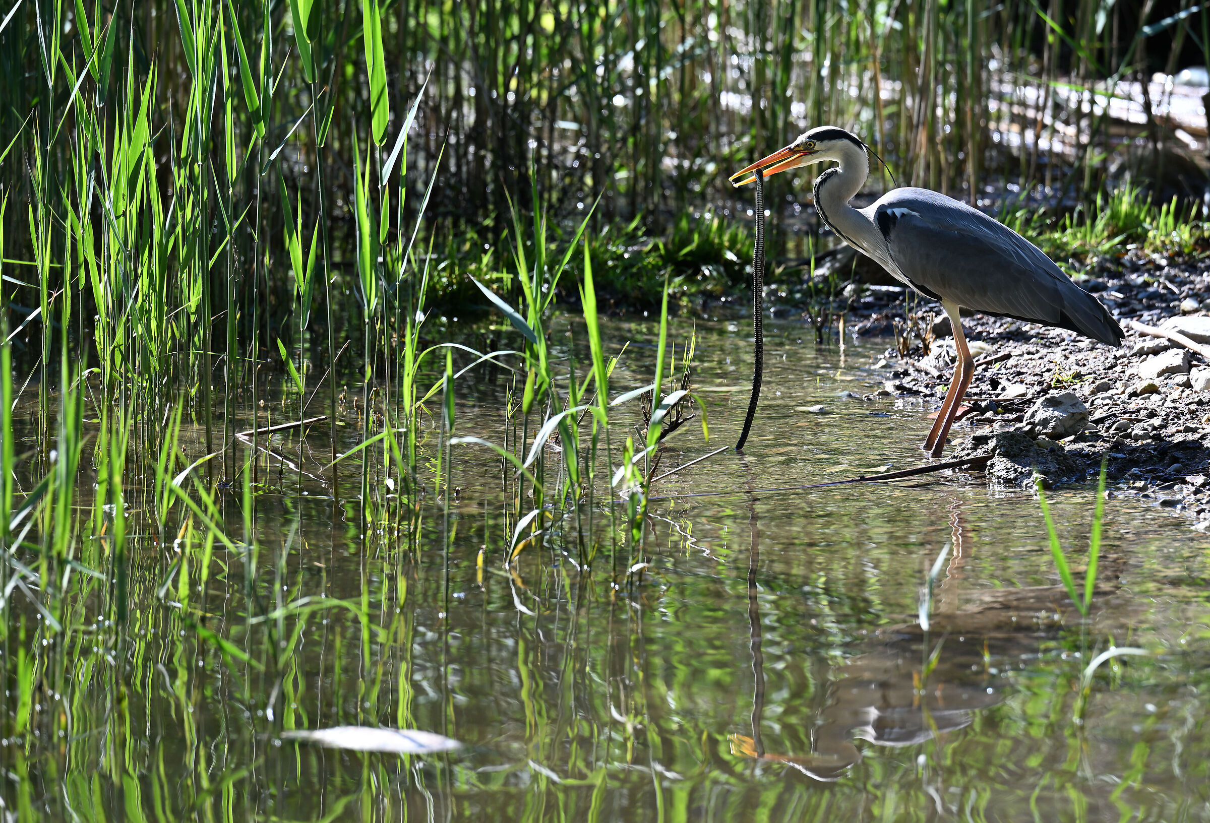 Heron