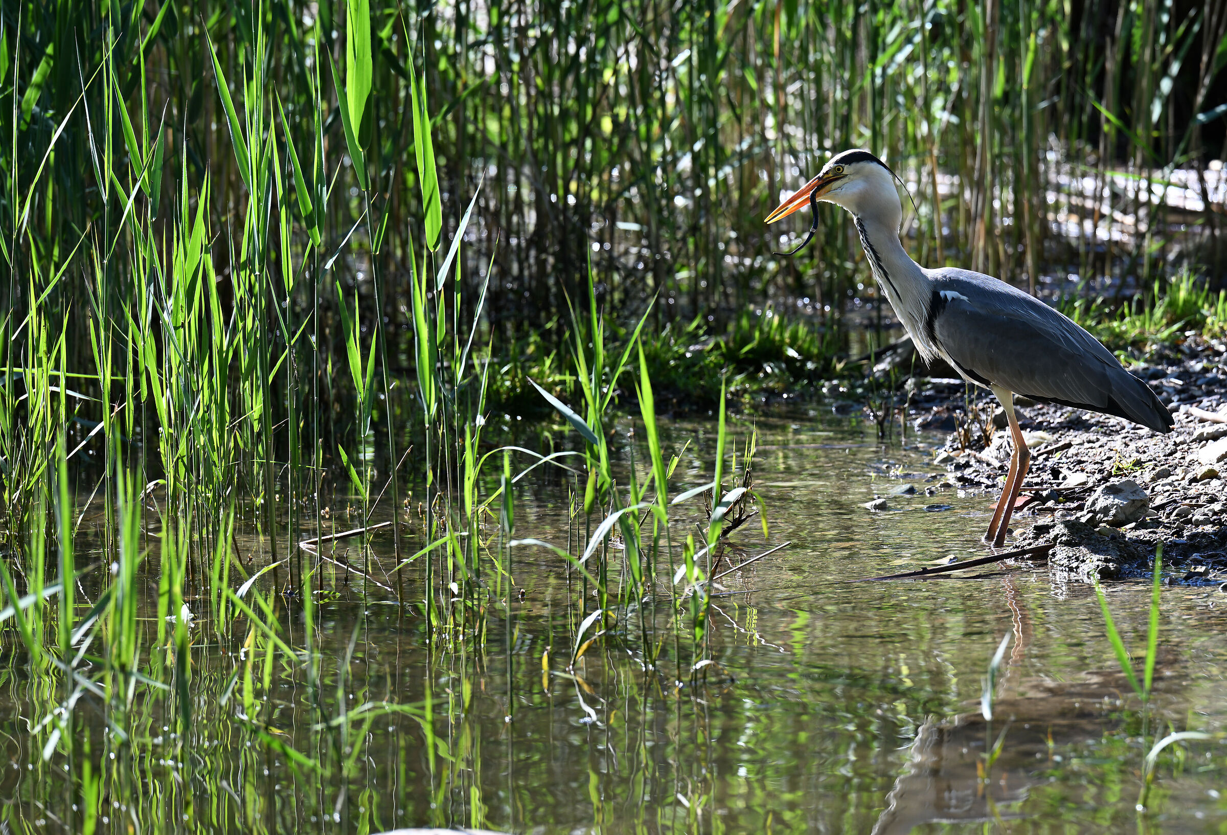 Heron