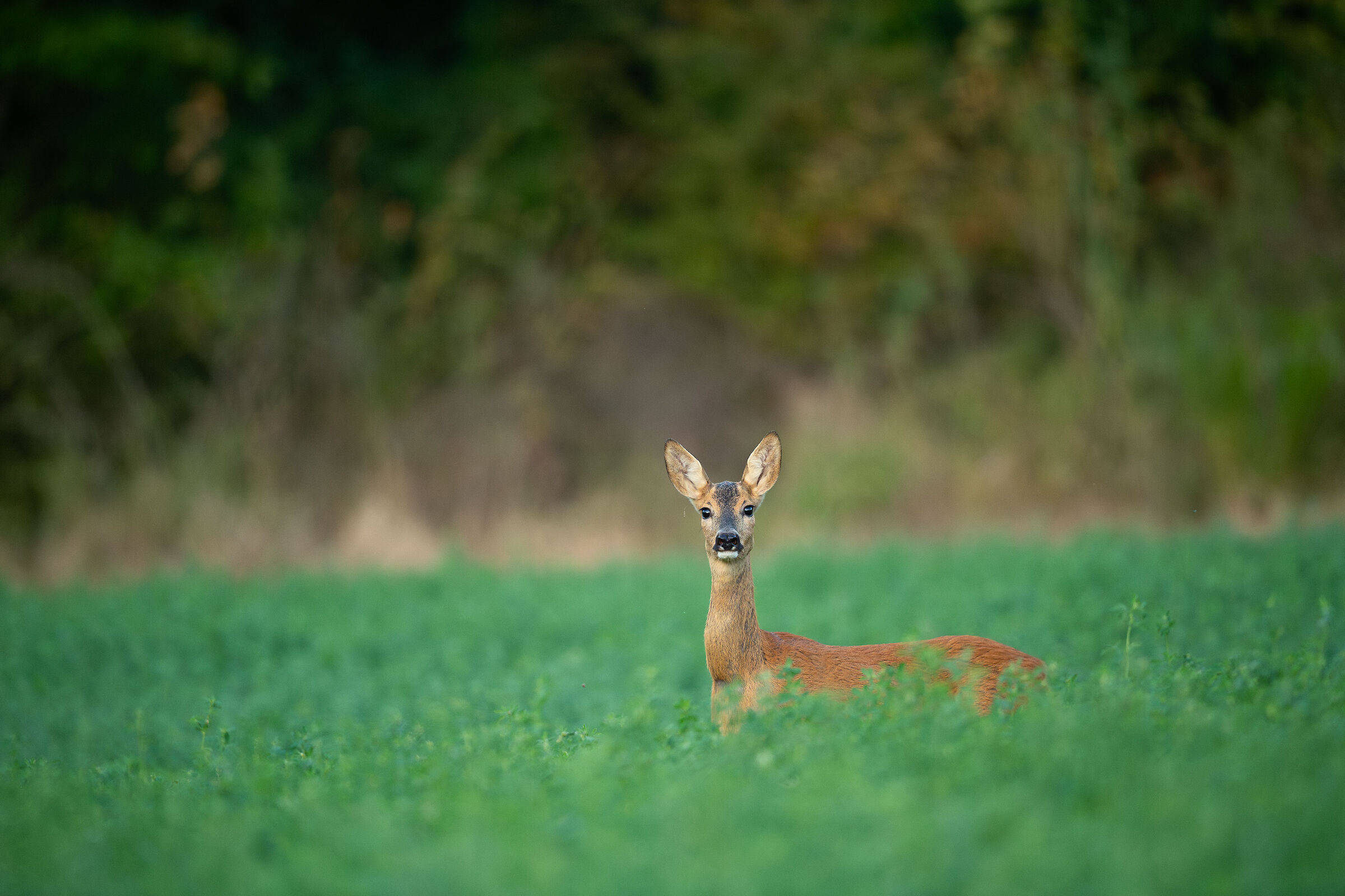 Ricordi di un estate passata