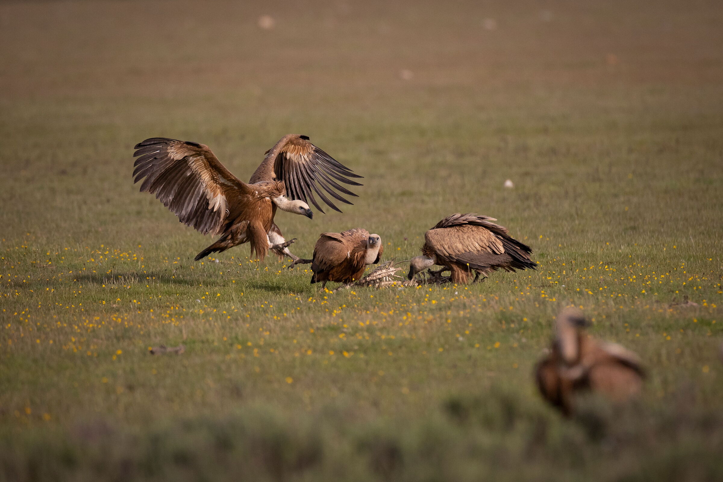 Griffon vultures