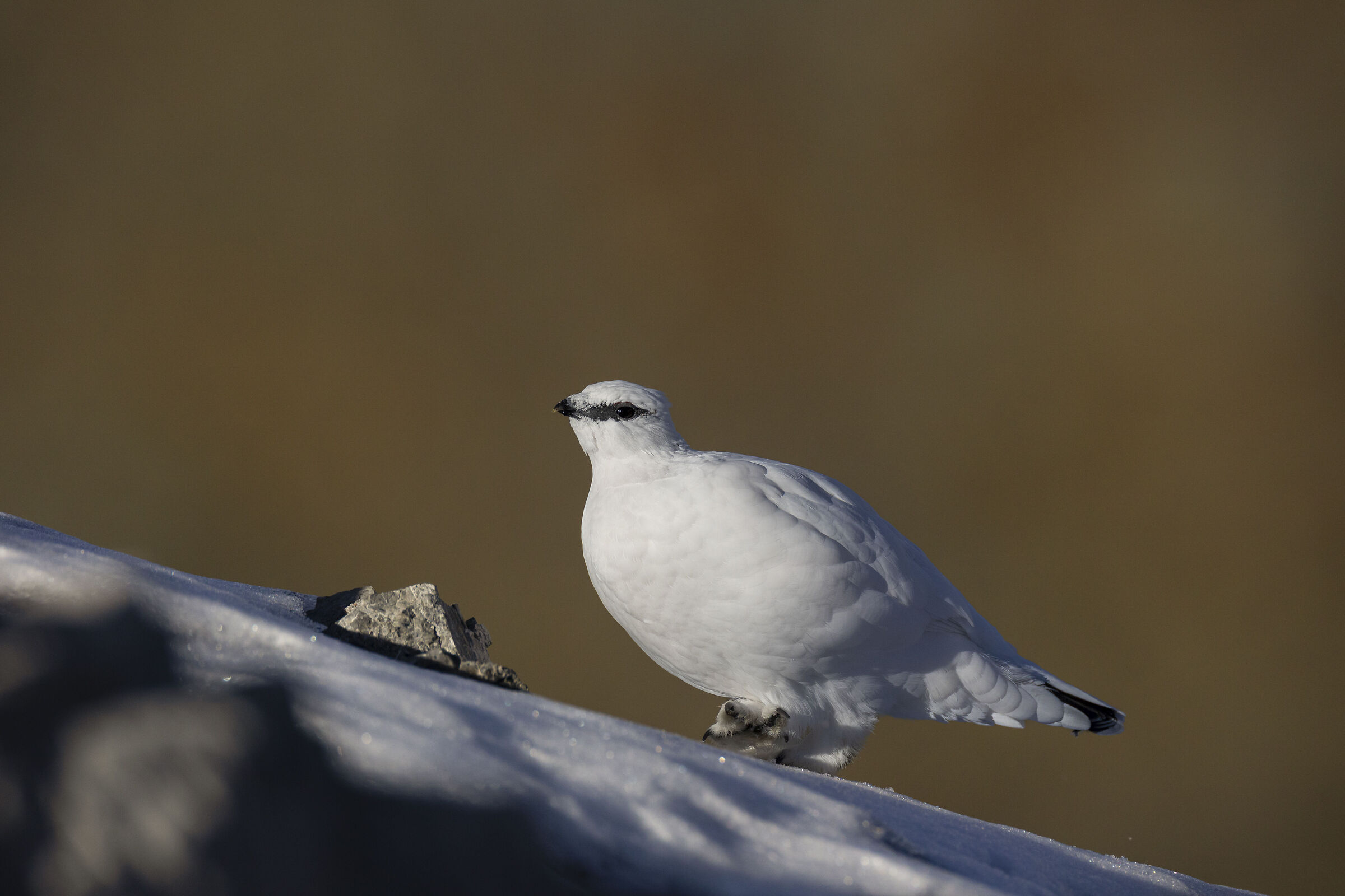 Pernice bianca maschio