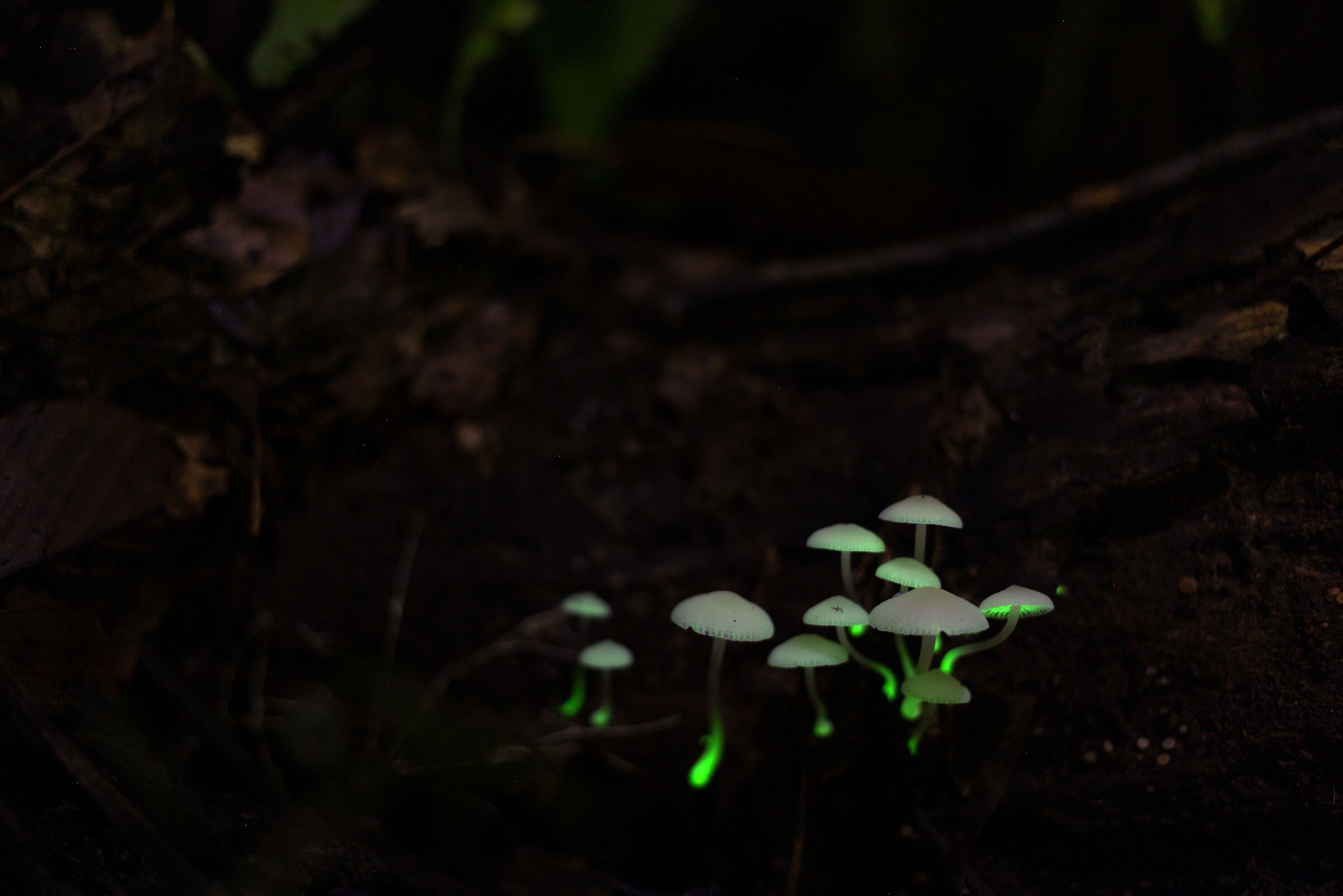 Living lights III