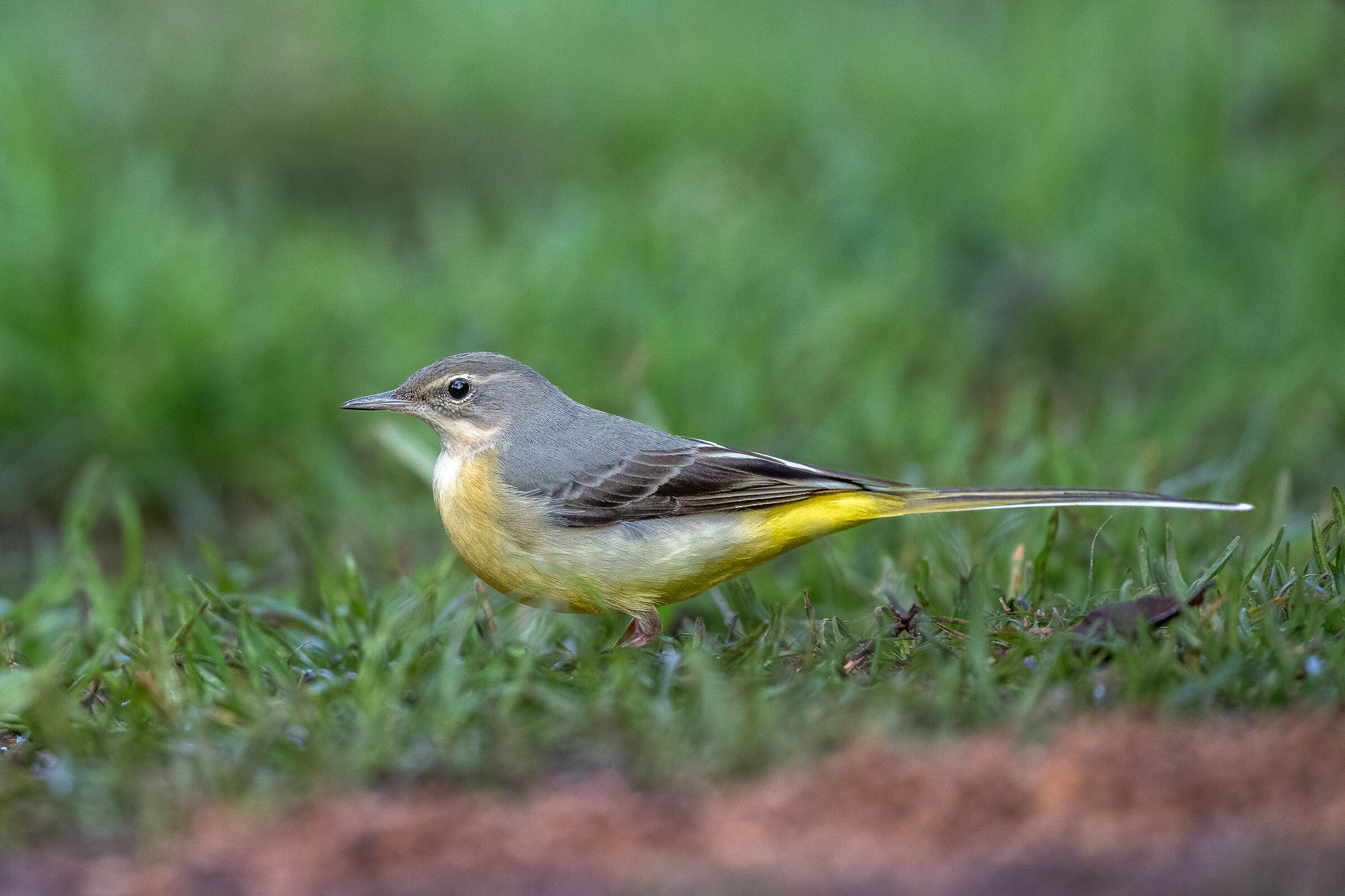 Grey wagtail