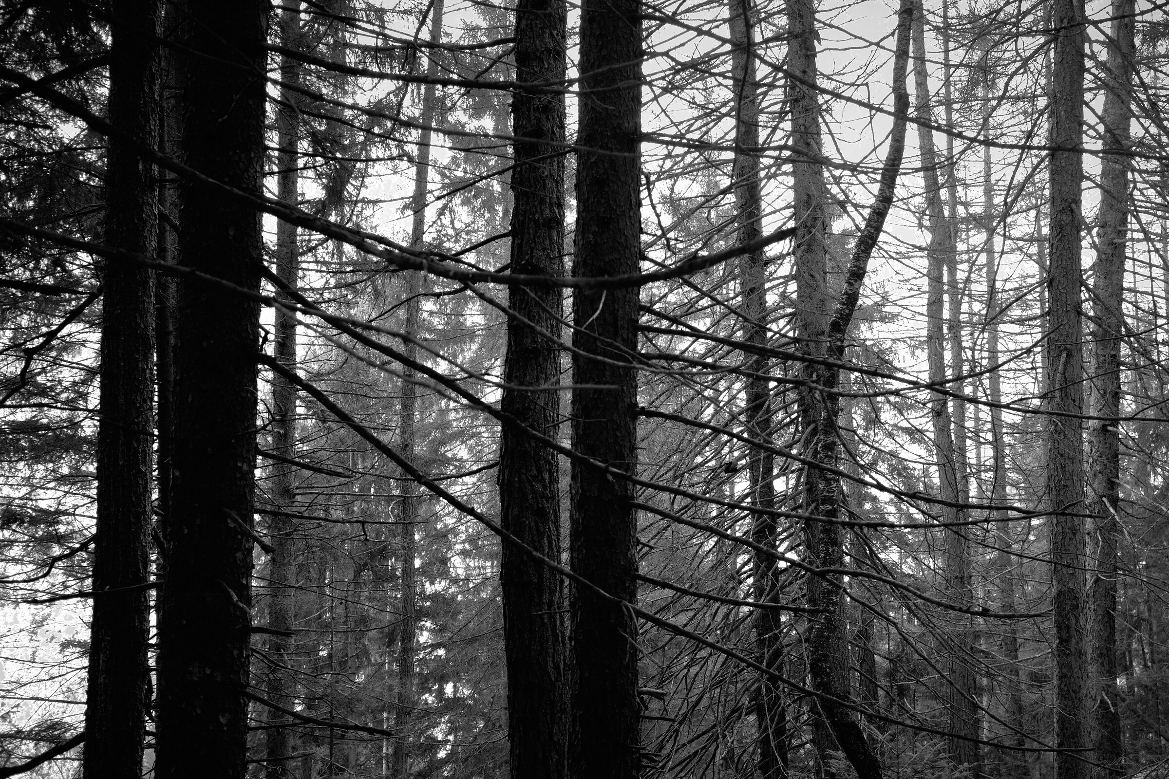 Aprica