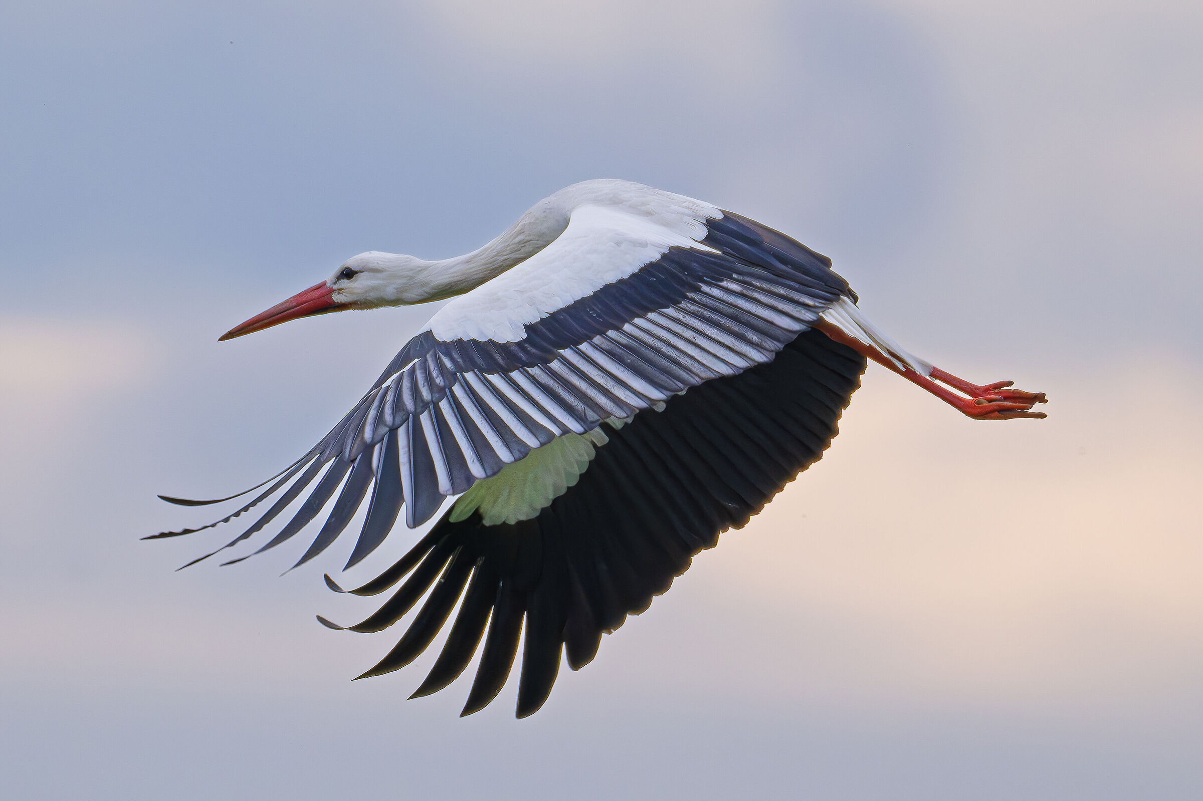 The beauty of the white stork