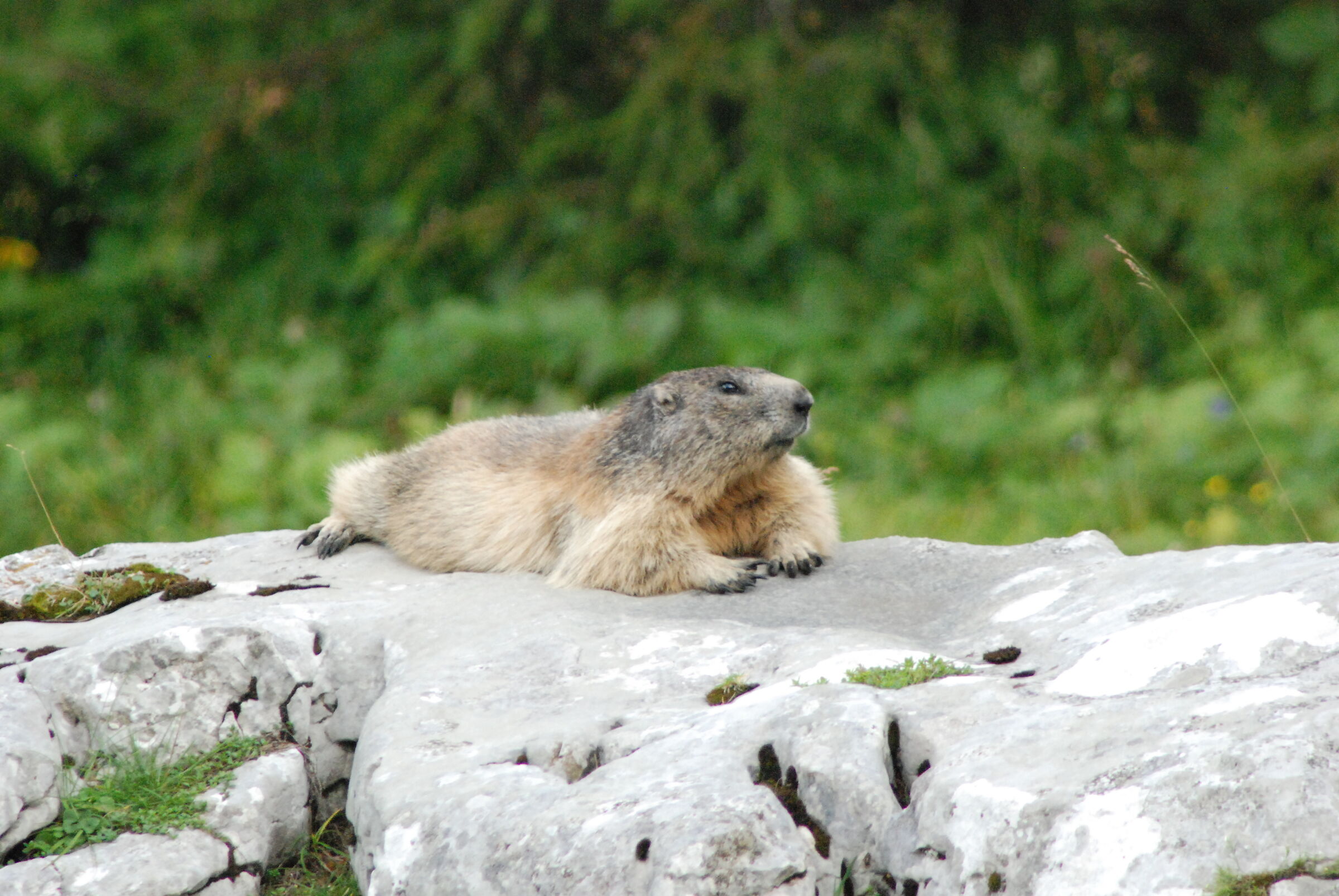 Marmotta