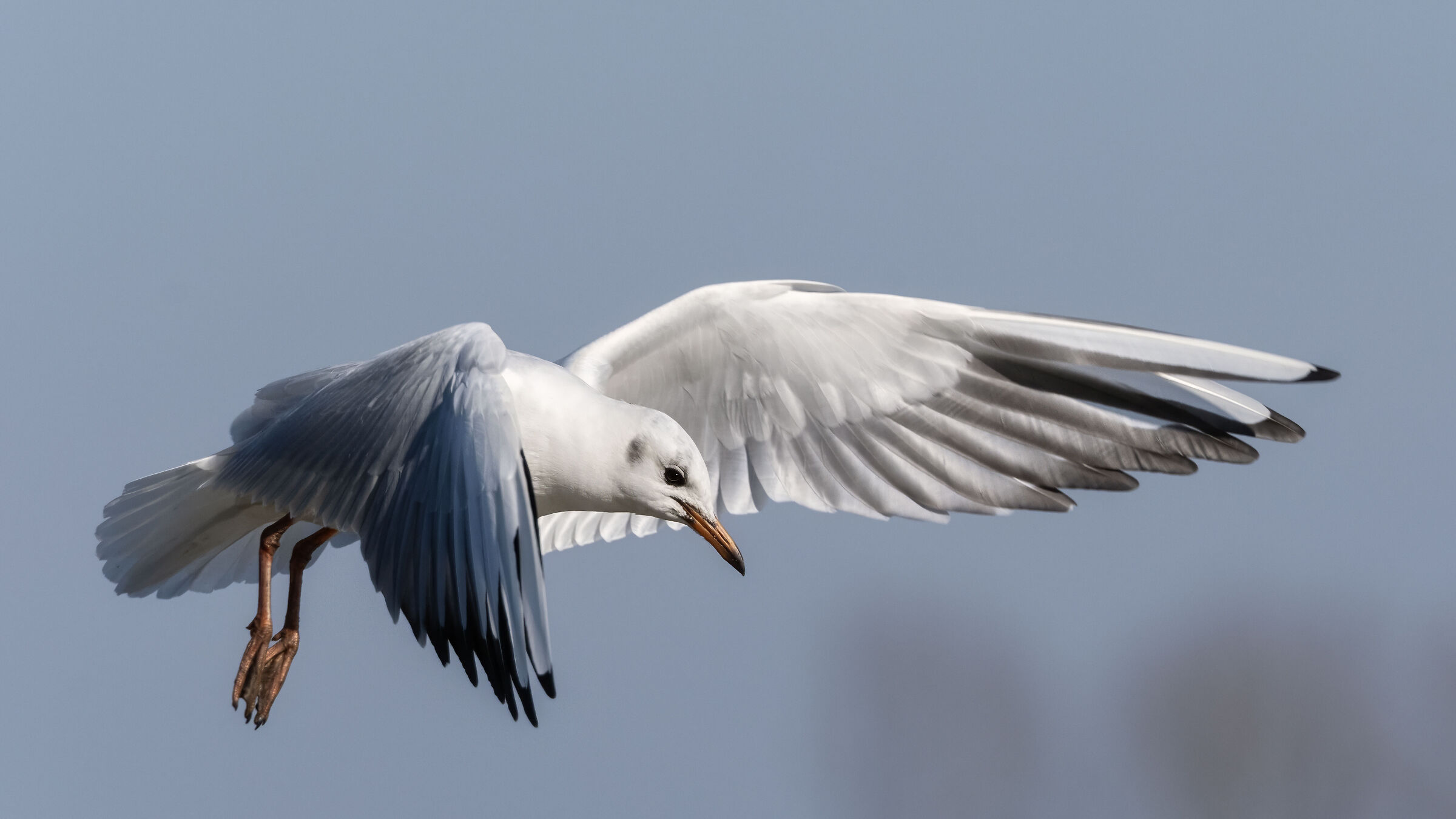 Larus ridibundus