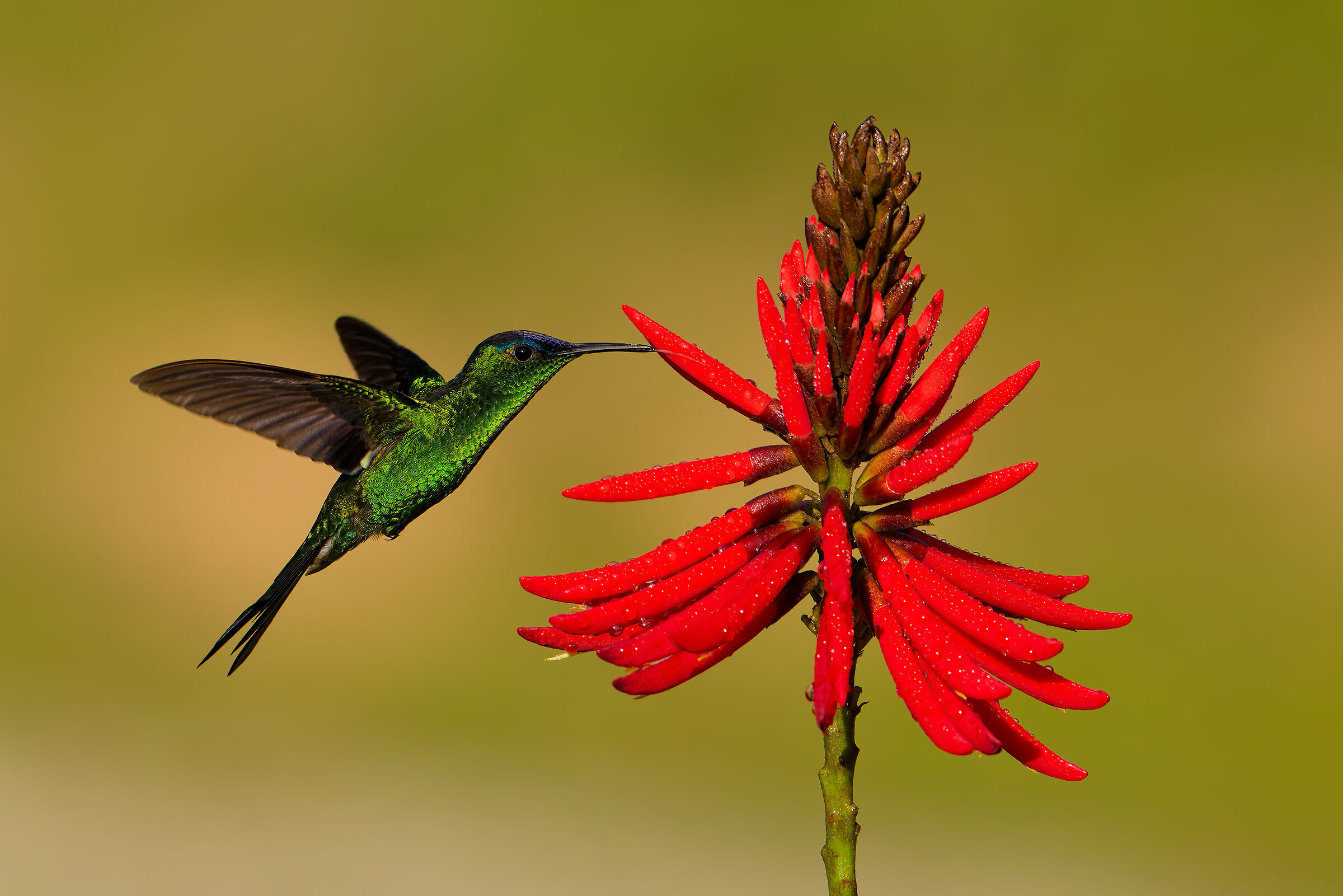 Purple-headed hummingbird