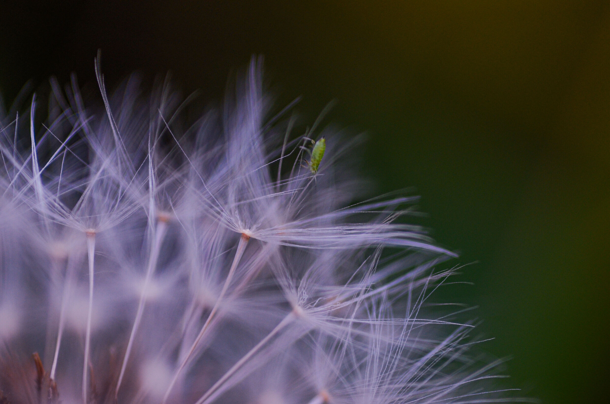 Tiny creatures