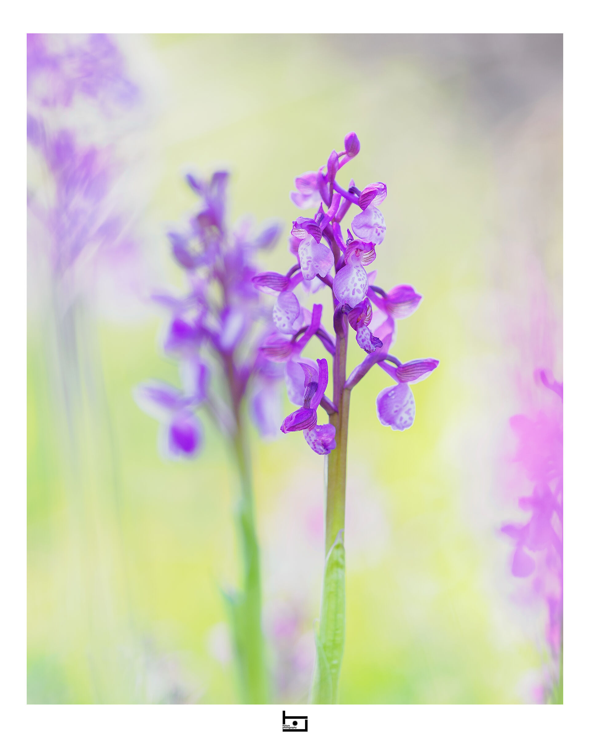 Color storm
