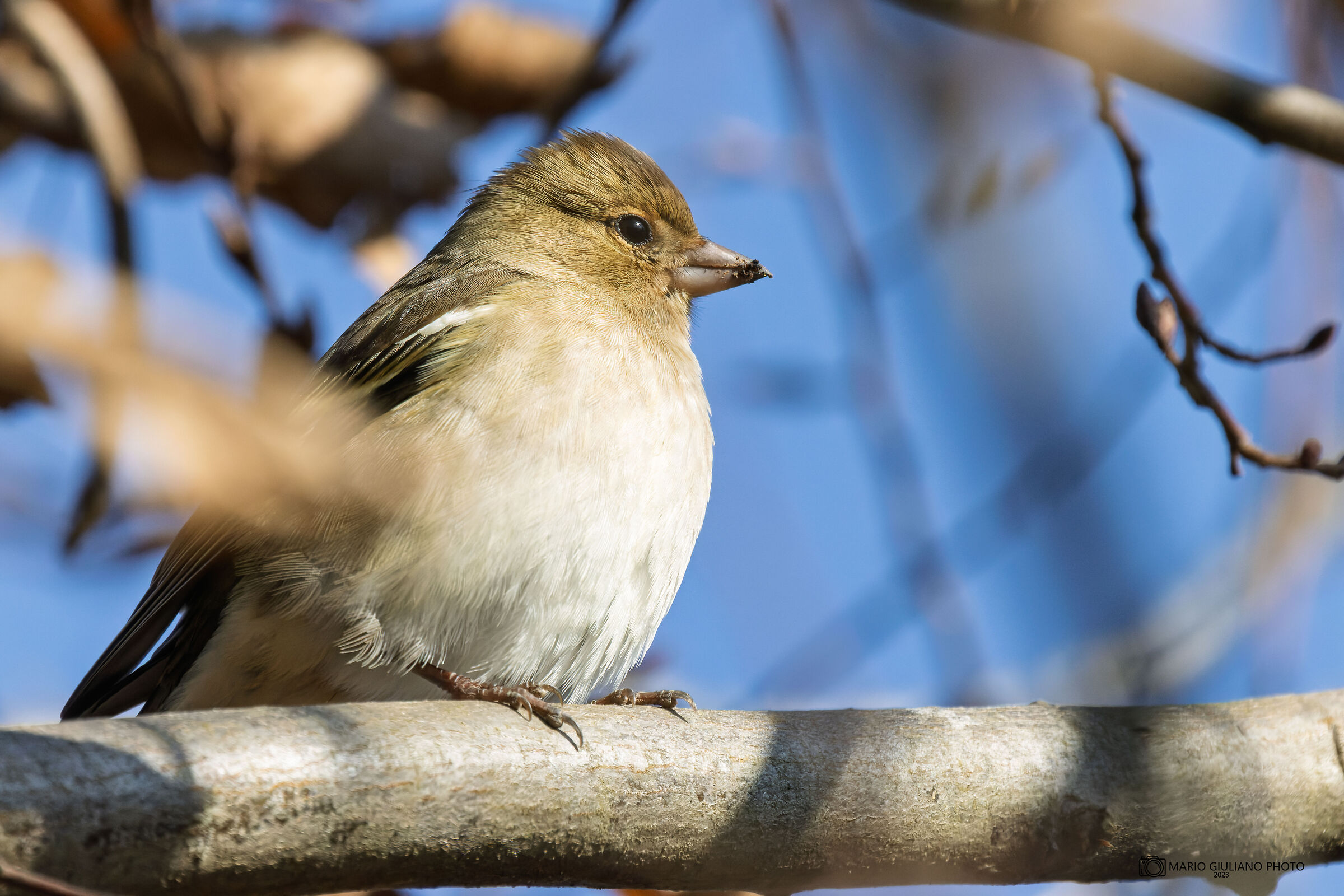 Chaffinch