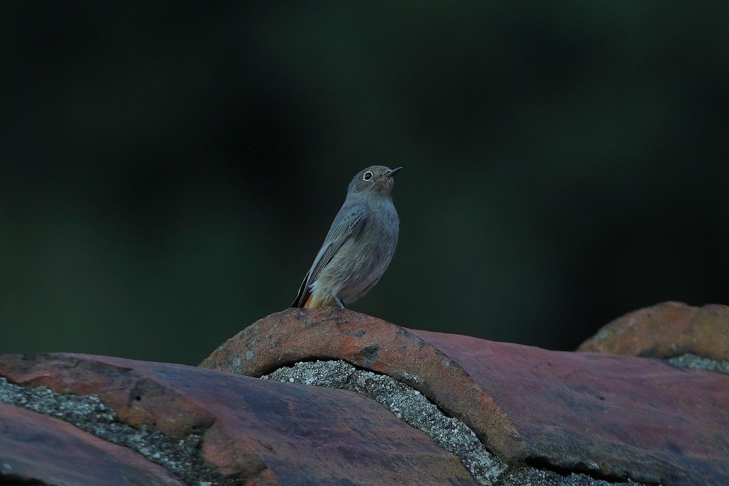 Codirosso S F 11 ottobre 2024 - 0287