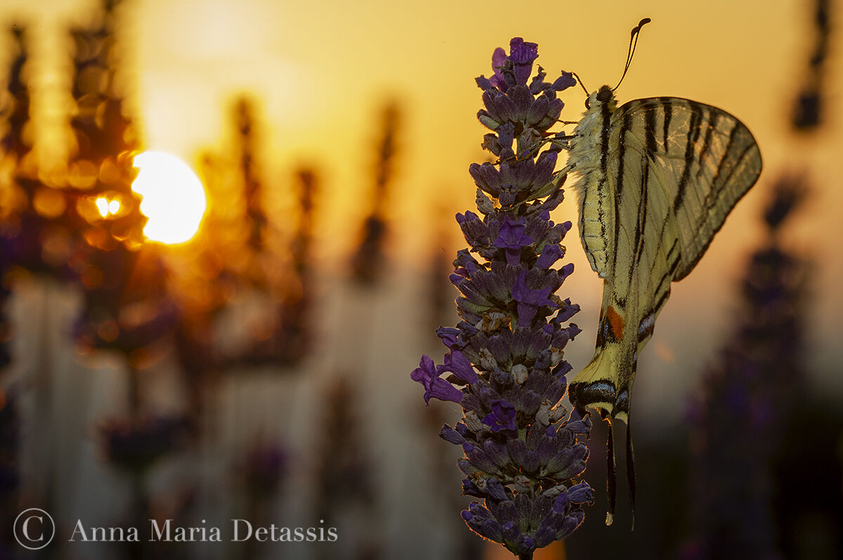 Iphiclides podalirius at sunrise