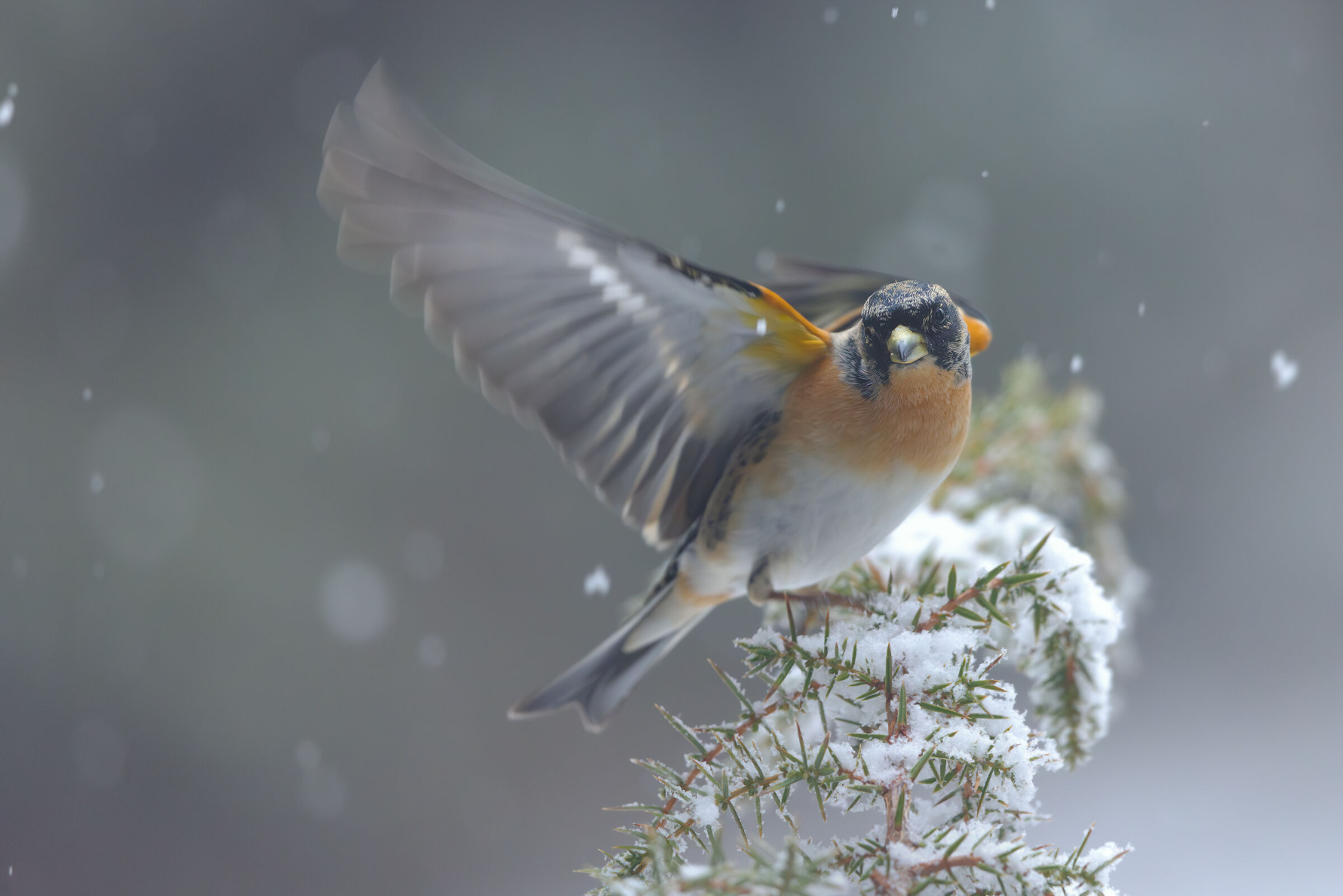Brambling