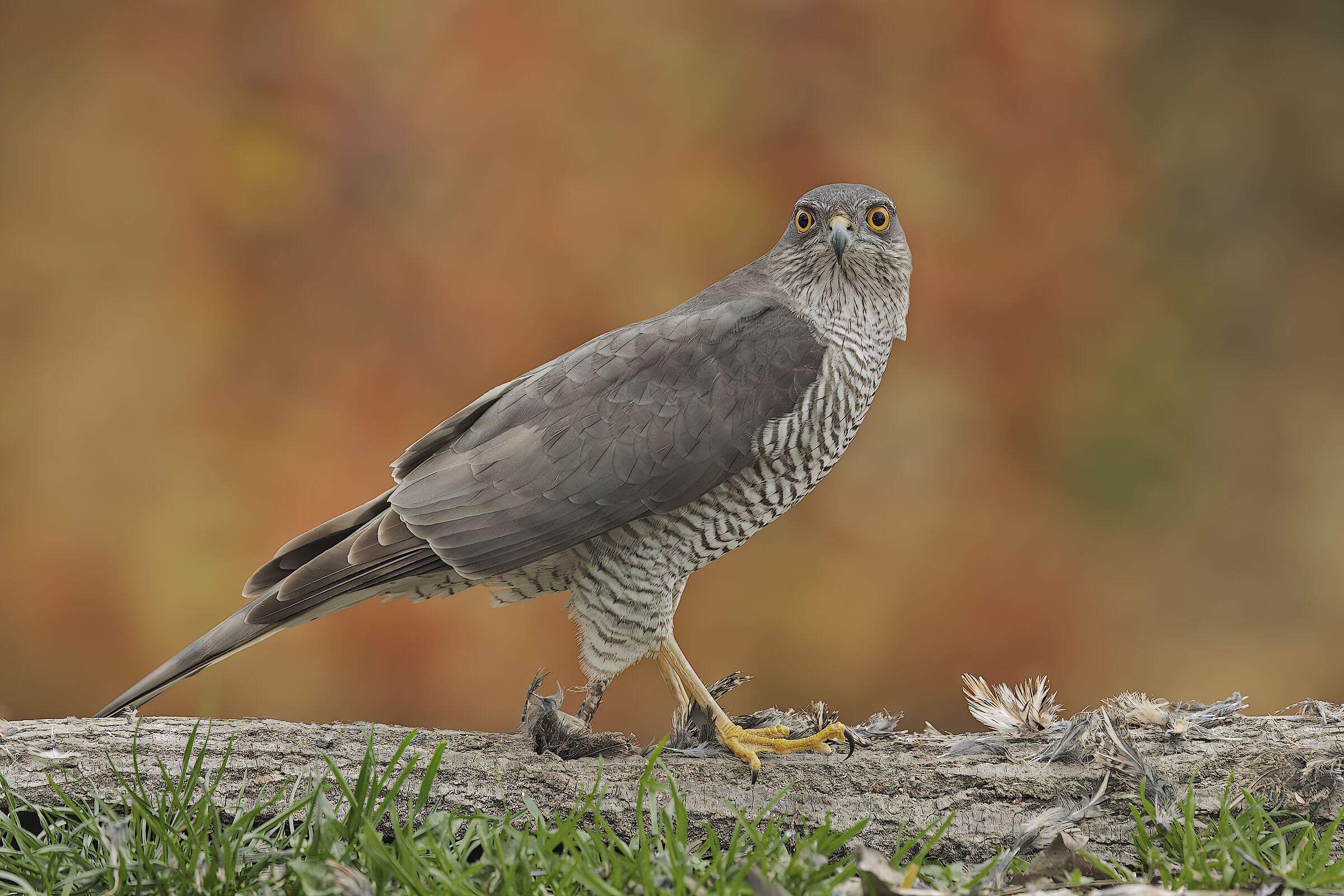 Sparrowhawk ?