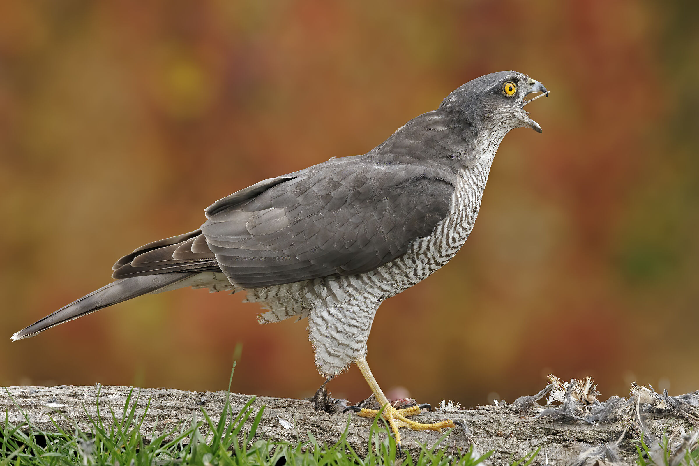 sparviere &female; chi mi toglie la penna