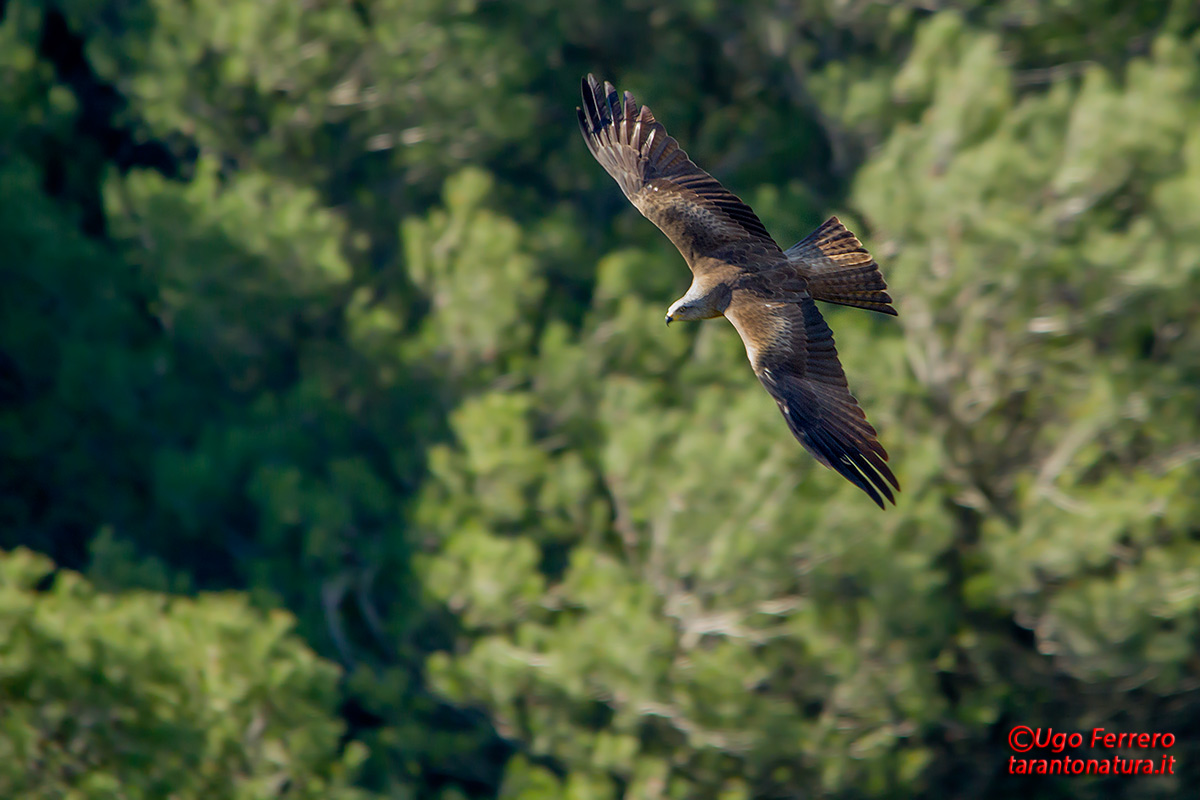 Nibbio in una gravina