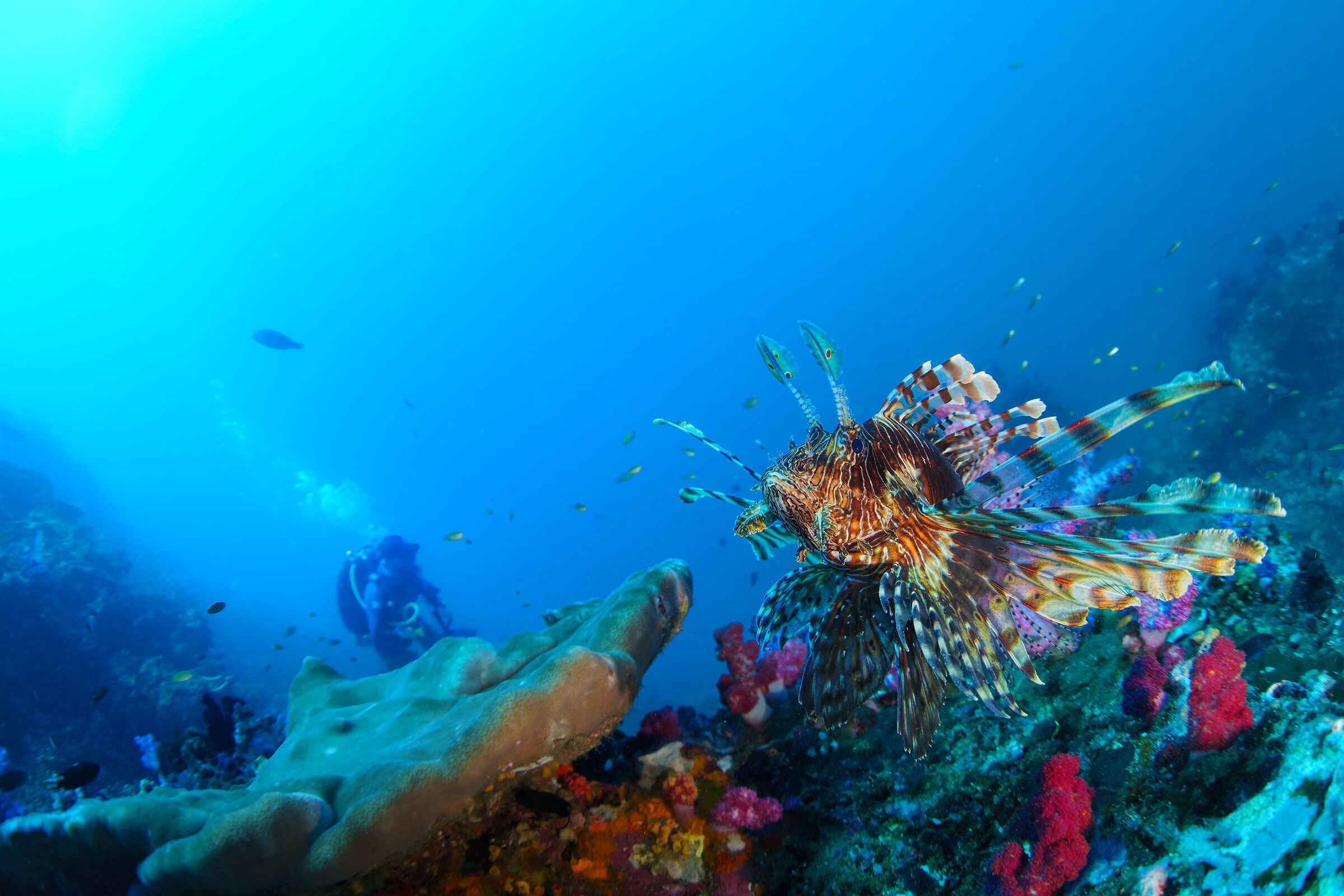 scorpion fish