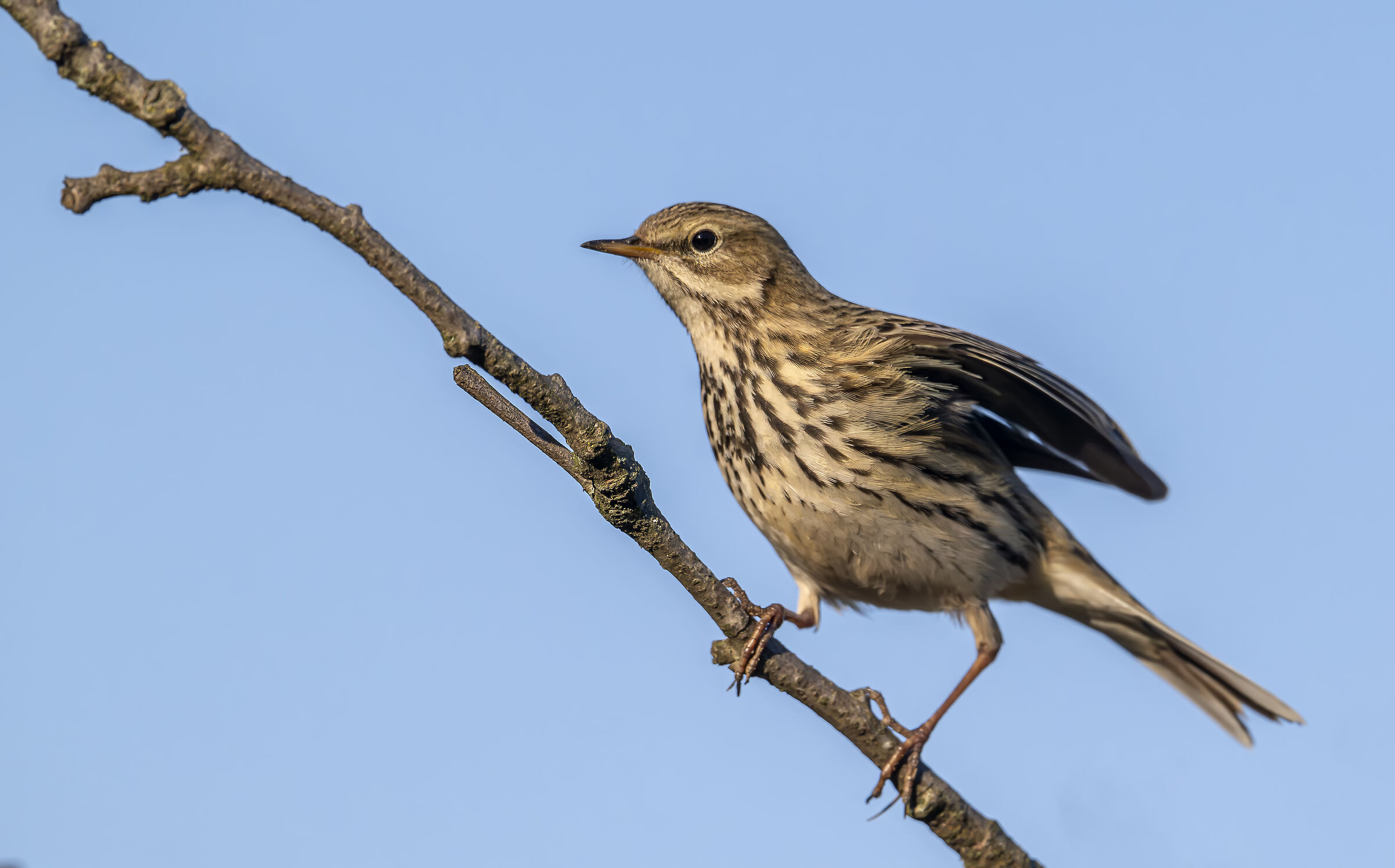 Meadow pipit