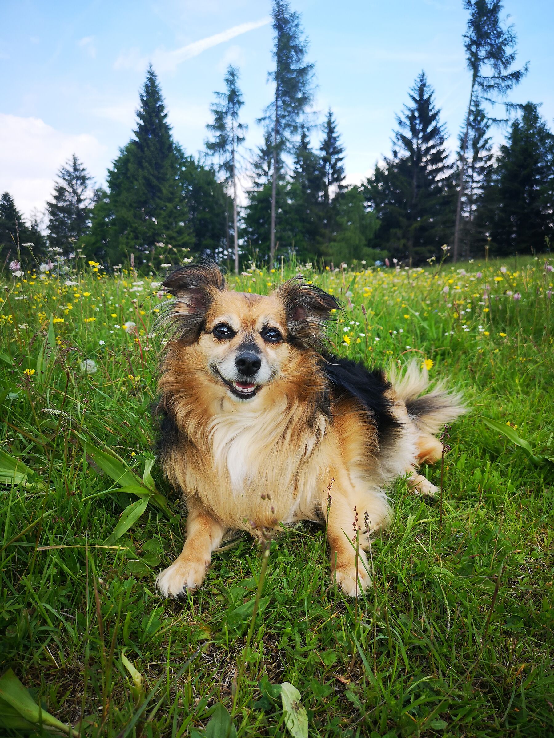 Aika