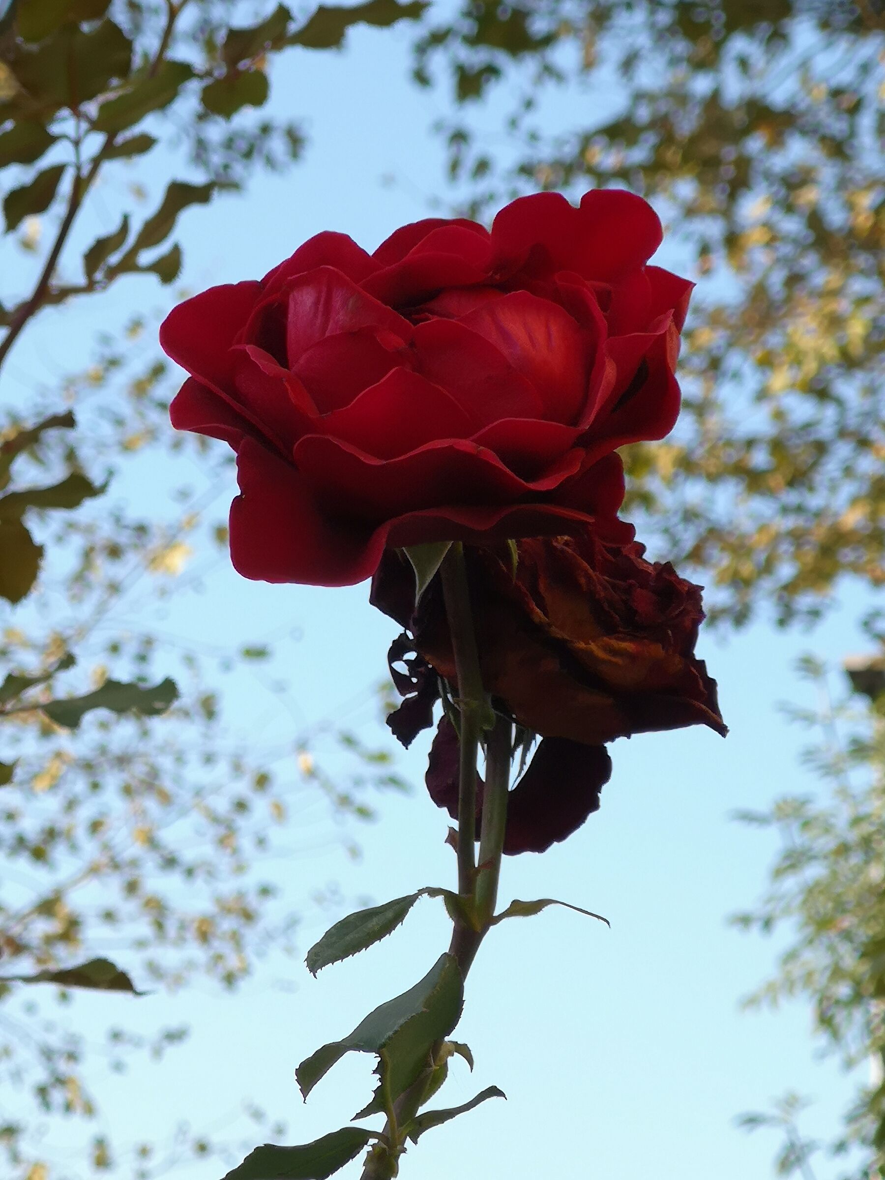rosa papa meilland