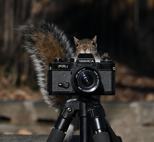 Foto