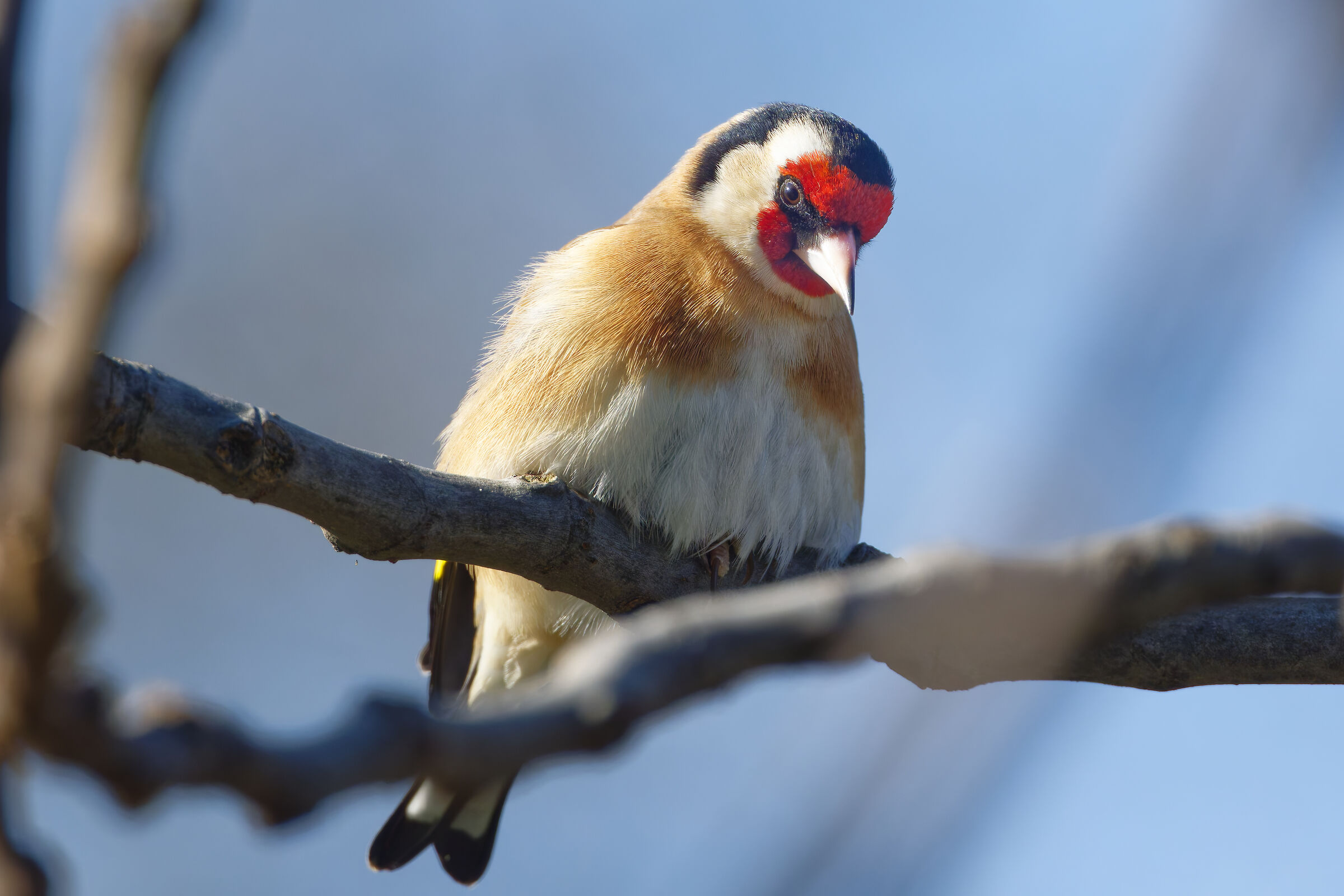 Goldfinch