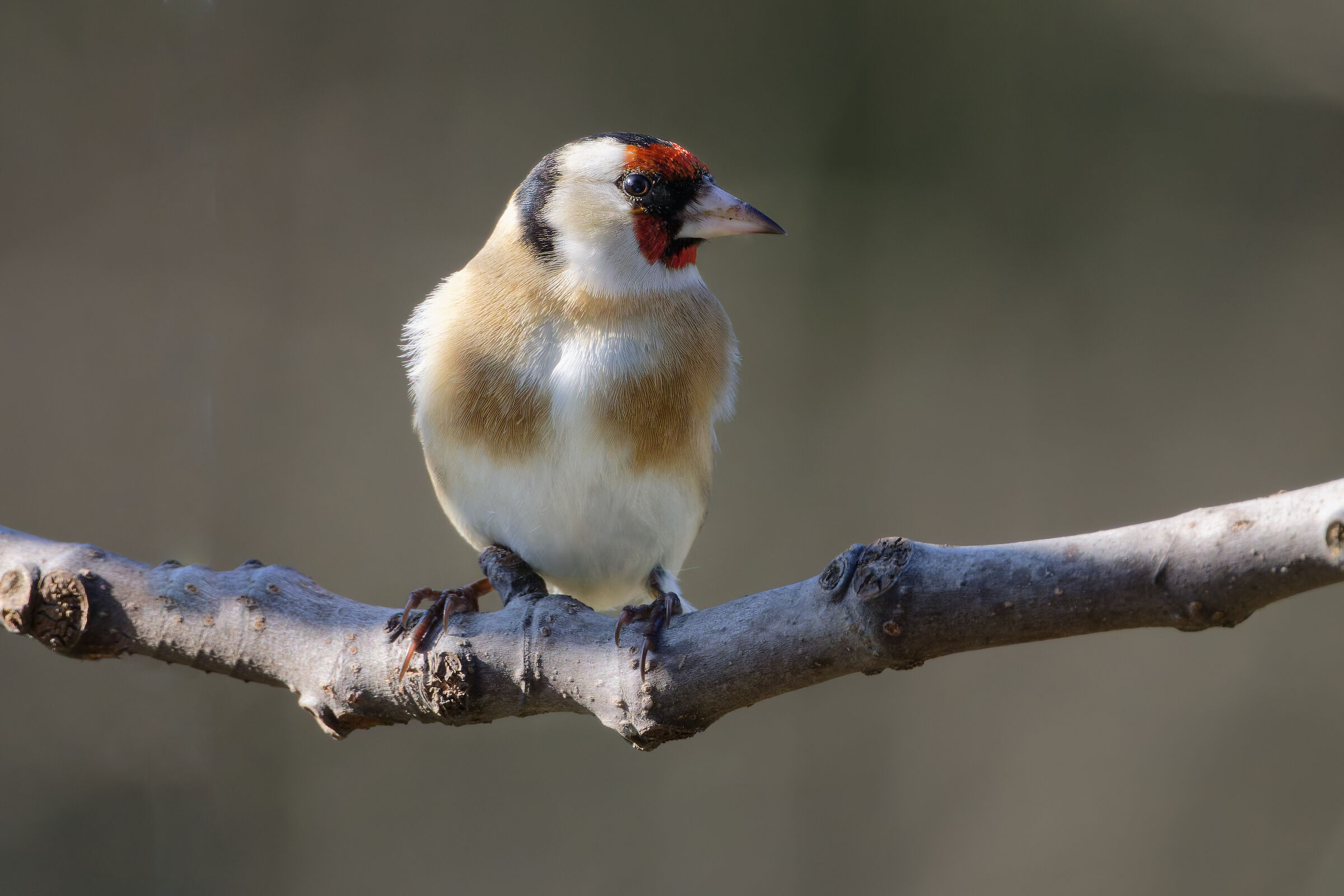 Goldfinch