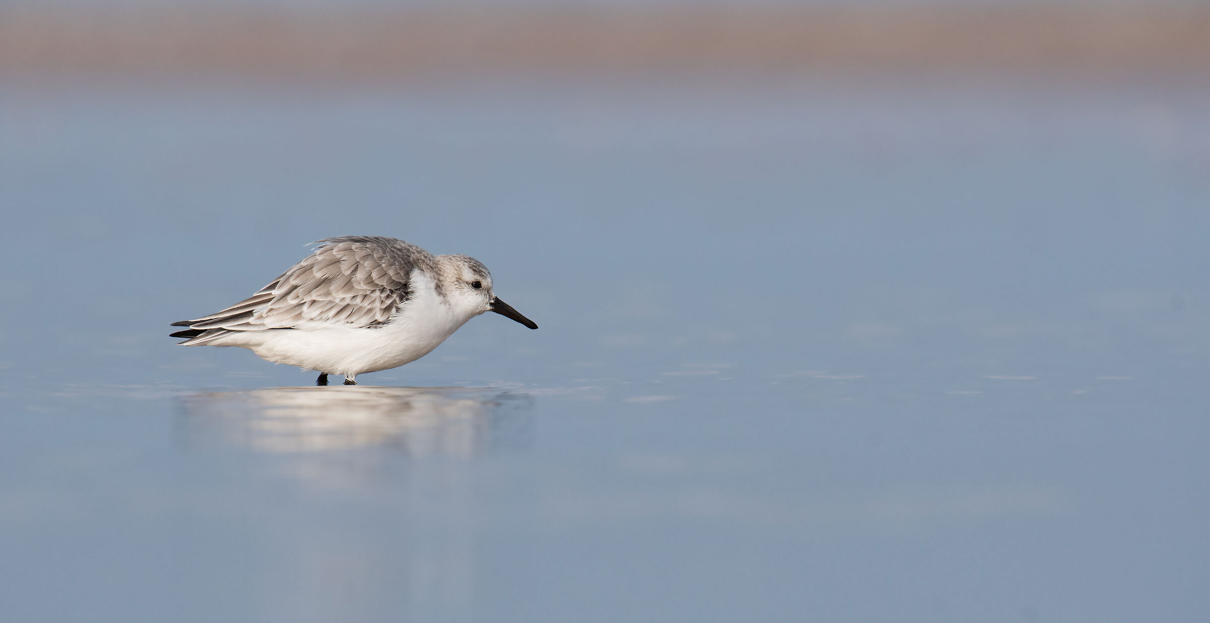 Sanderling
