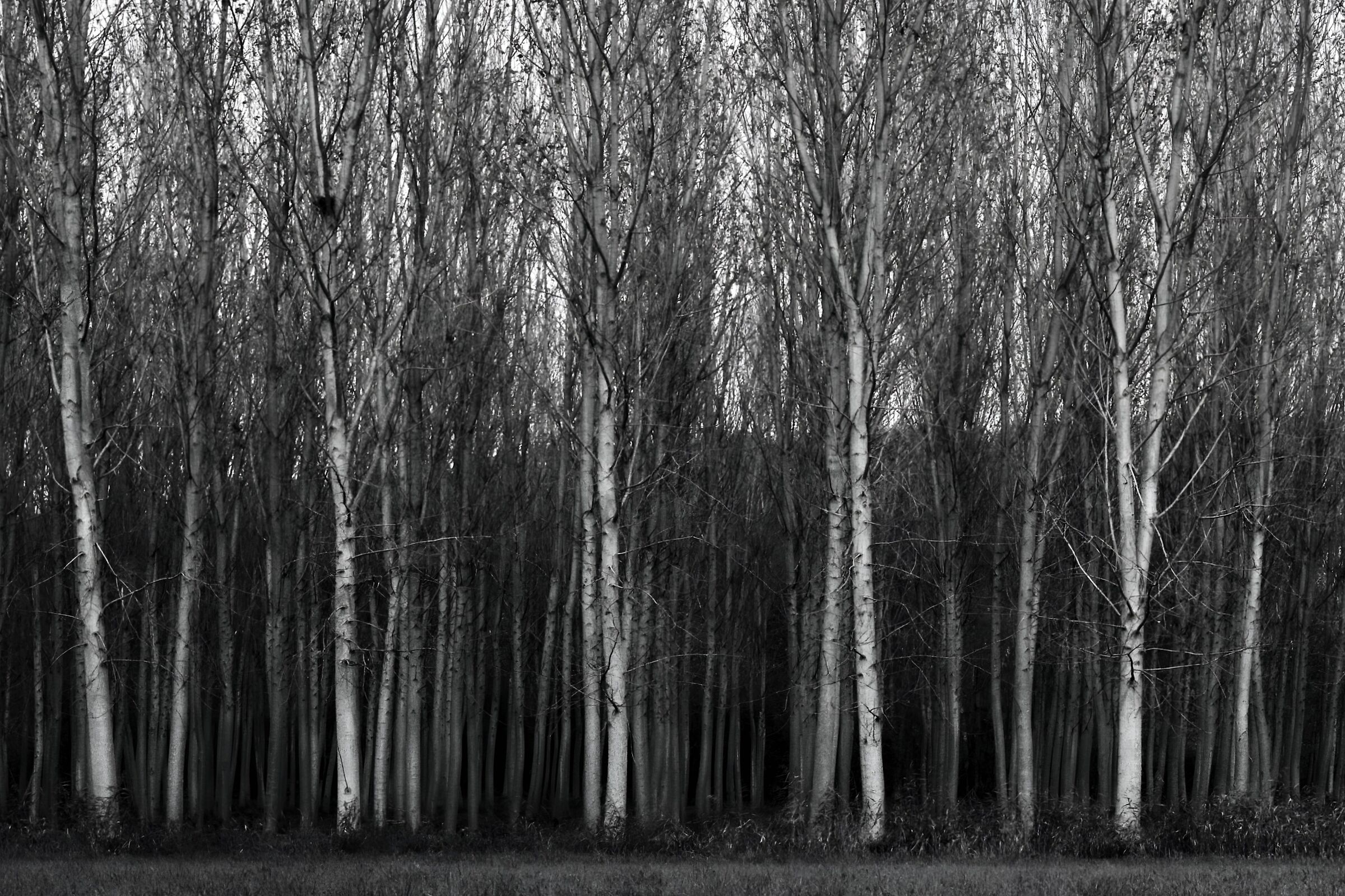 Parco del Ticino