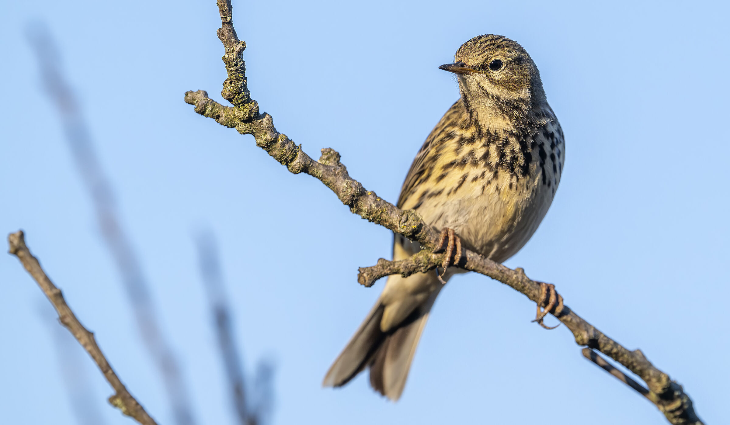 Meadow pipit