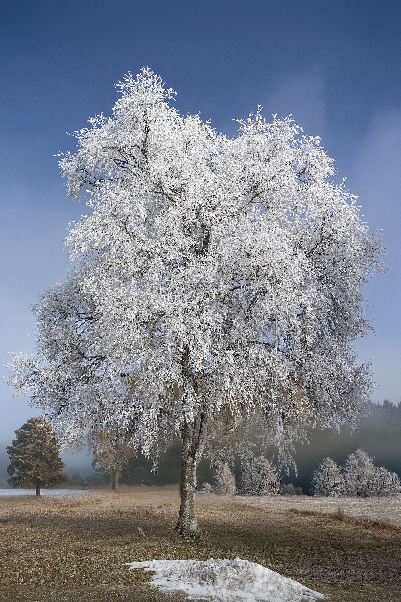 The Frozen Tree, Ste-Croix, Switzerland